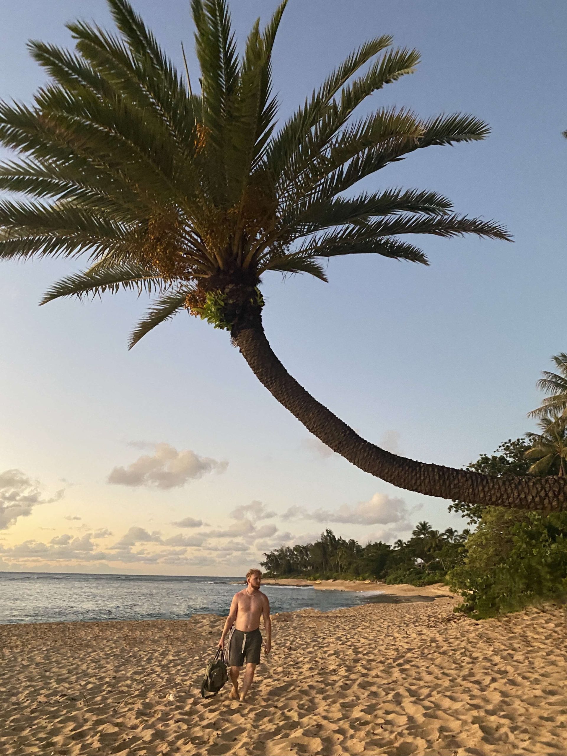Sunset Beach Famous Palm Tree