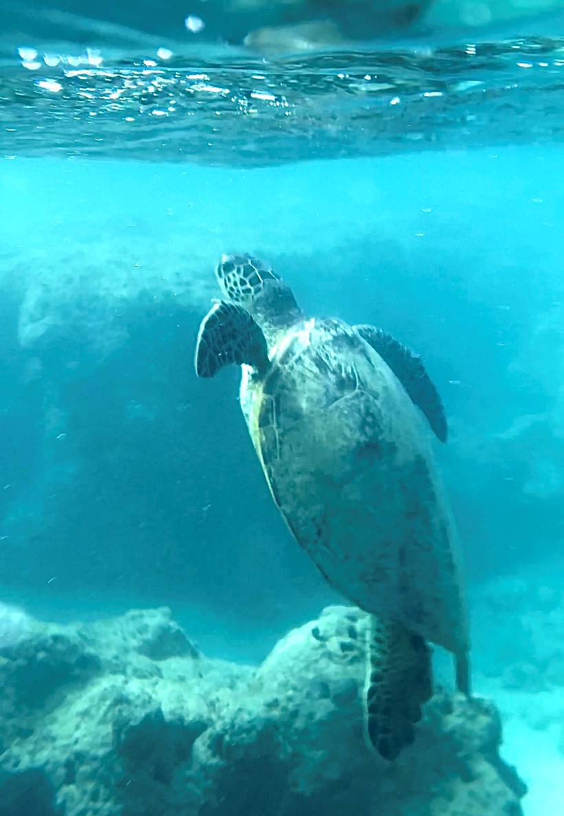 Sea Turtle While Snorkeling