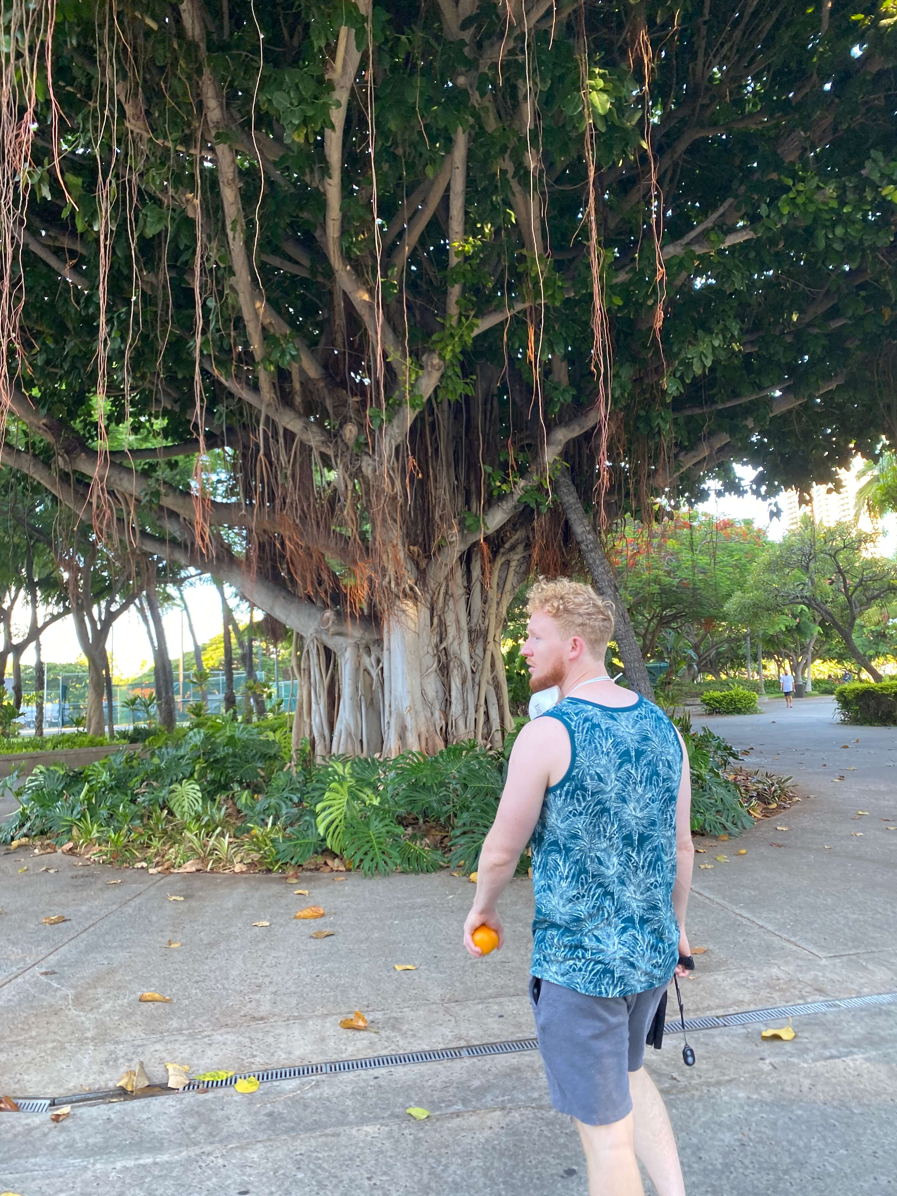 Tree with Vines in Hawaii