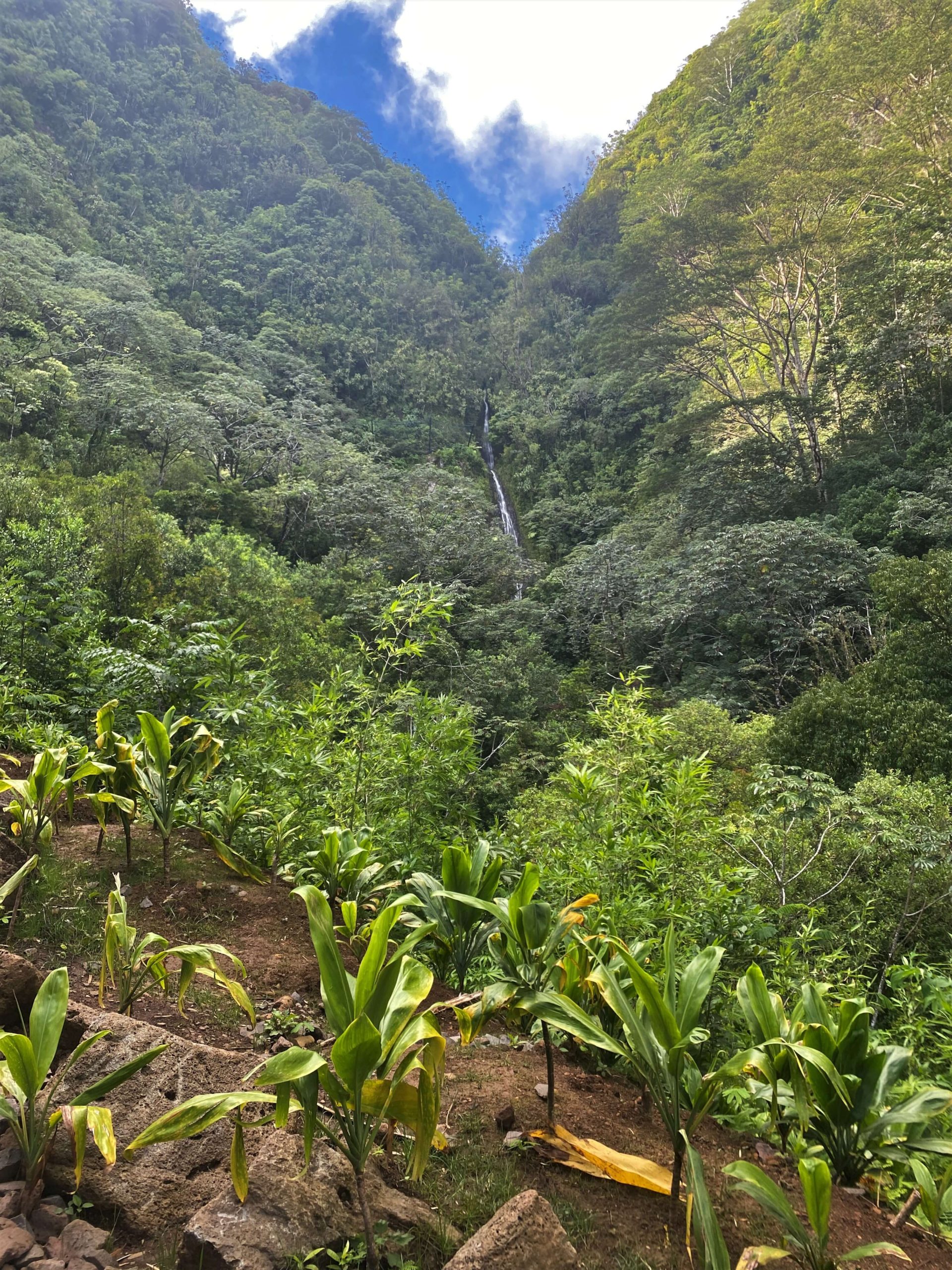 View of Manoa Falls