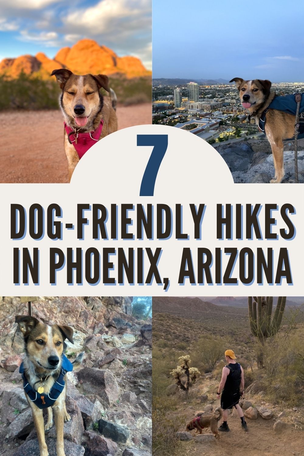 Dog Hiking Outdoors