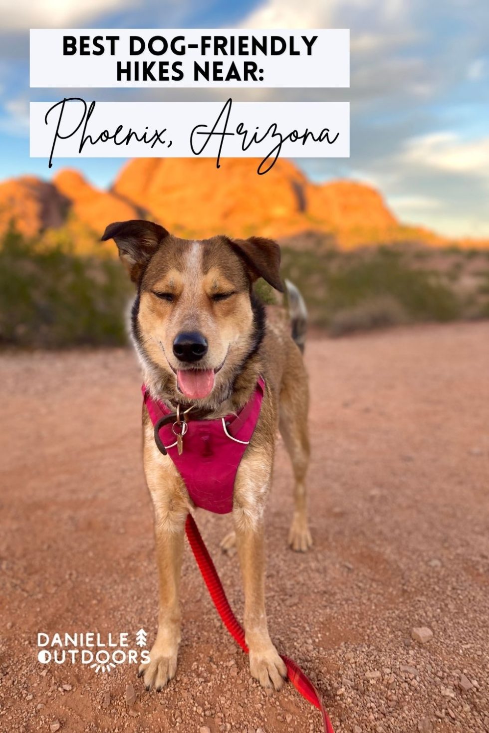 Best DogFriendly Hikes in Phoenix Your Pup Will Love Danielle Outdoors