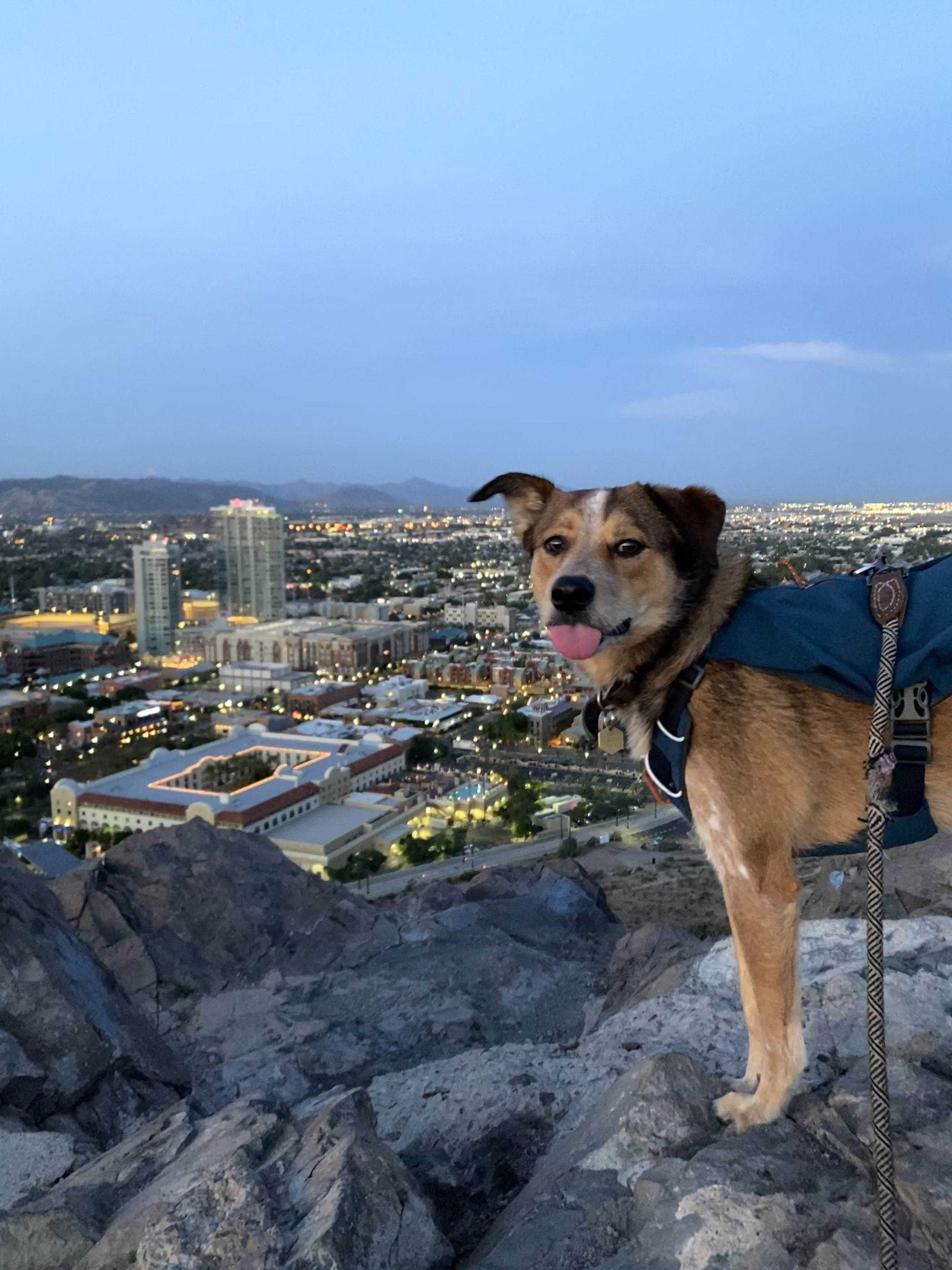 Dog Sticking out their Tongue on a Mountain