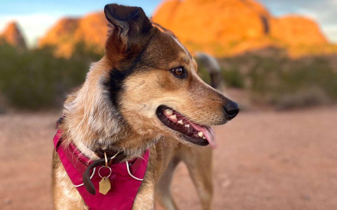 Best Dog-Friendly Hikes in Phoenix Your Pup Will Love