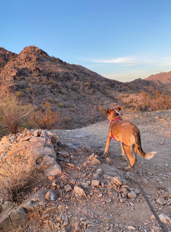 Dog-Friendly Hike Phoenix