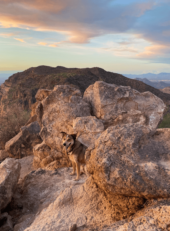 Dog on Top of a Mountain