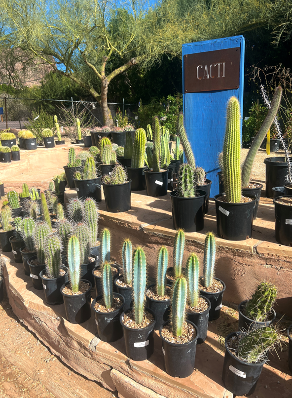 Outdoor Cacti For Sale