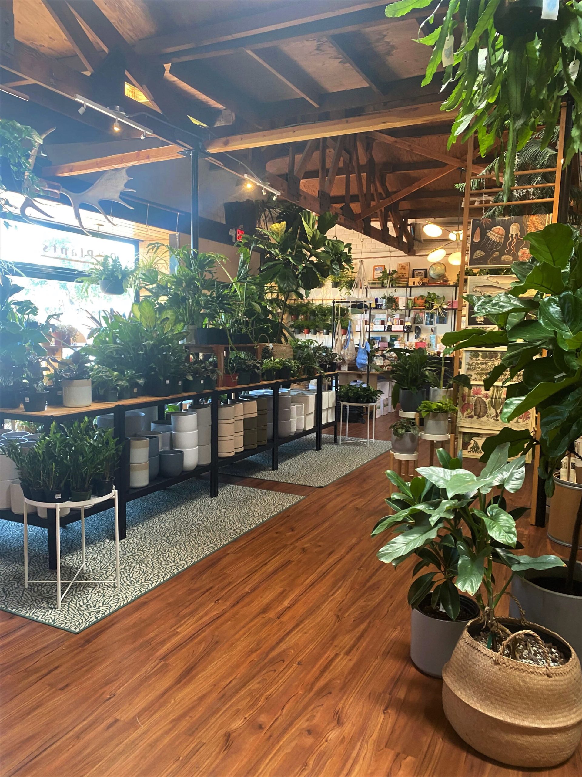 Cute Indoor Plant Shop