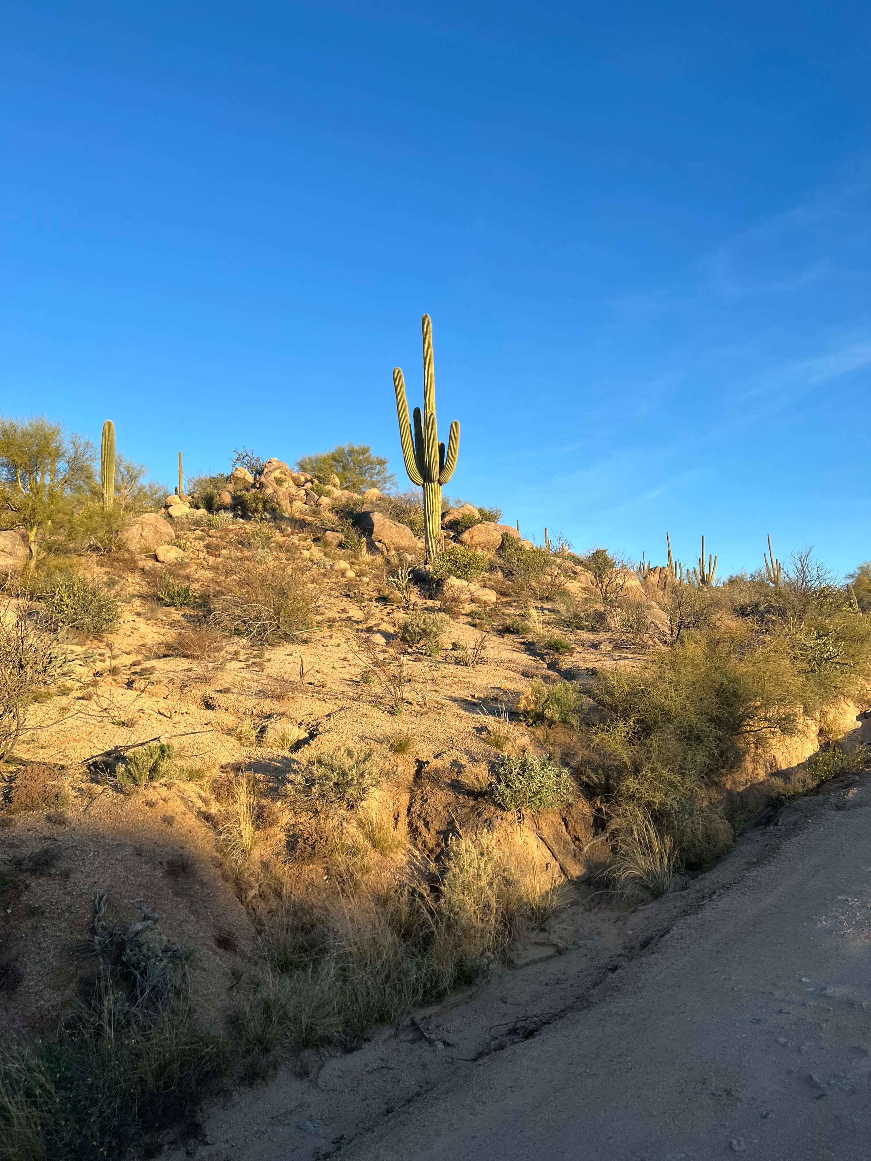 Saguaro on the Side of a Dirt Road