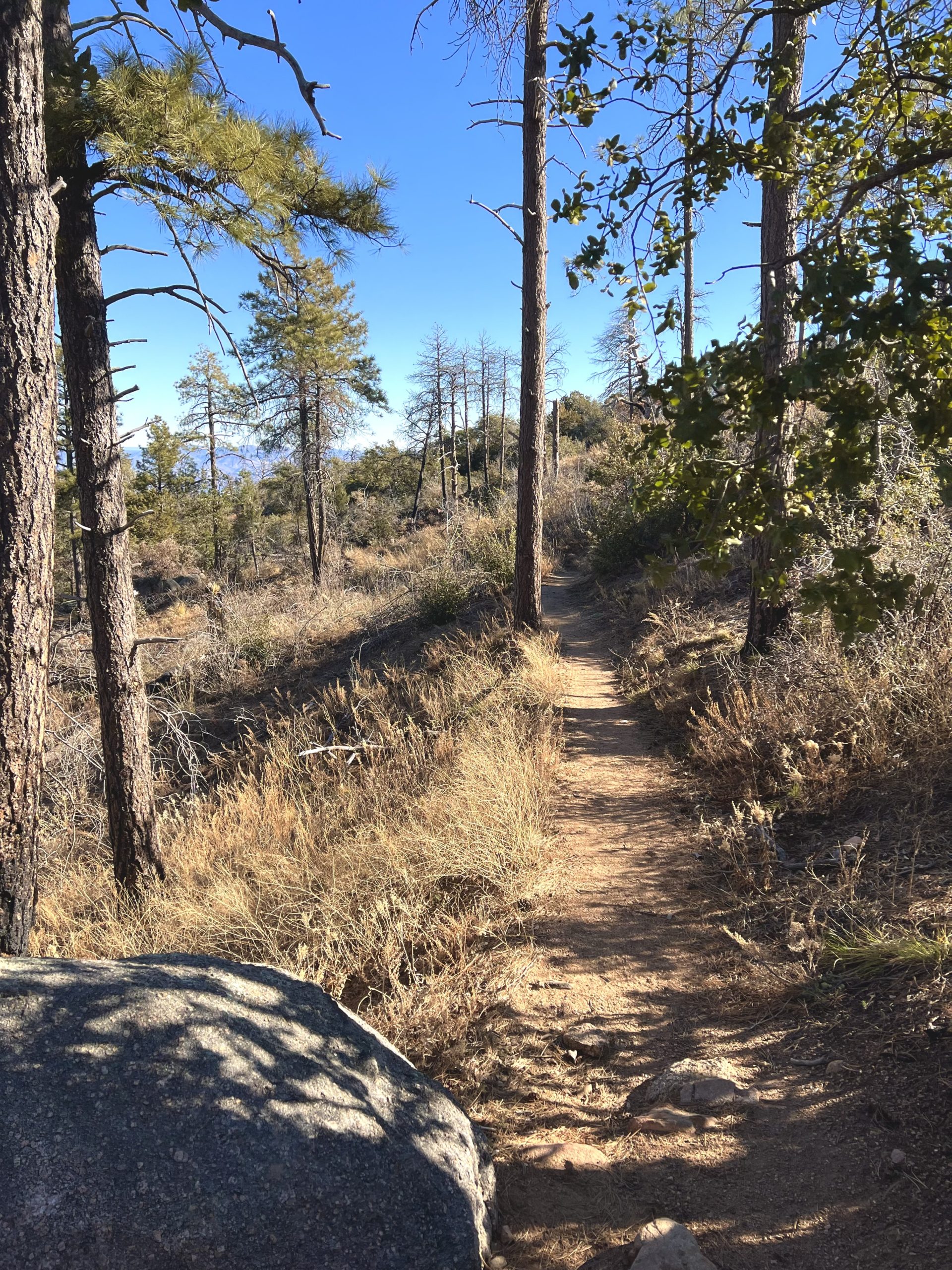 Trail in the Forest