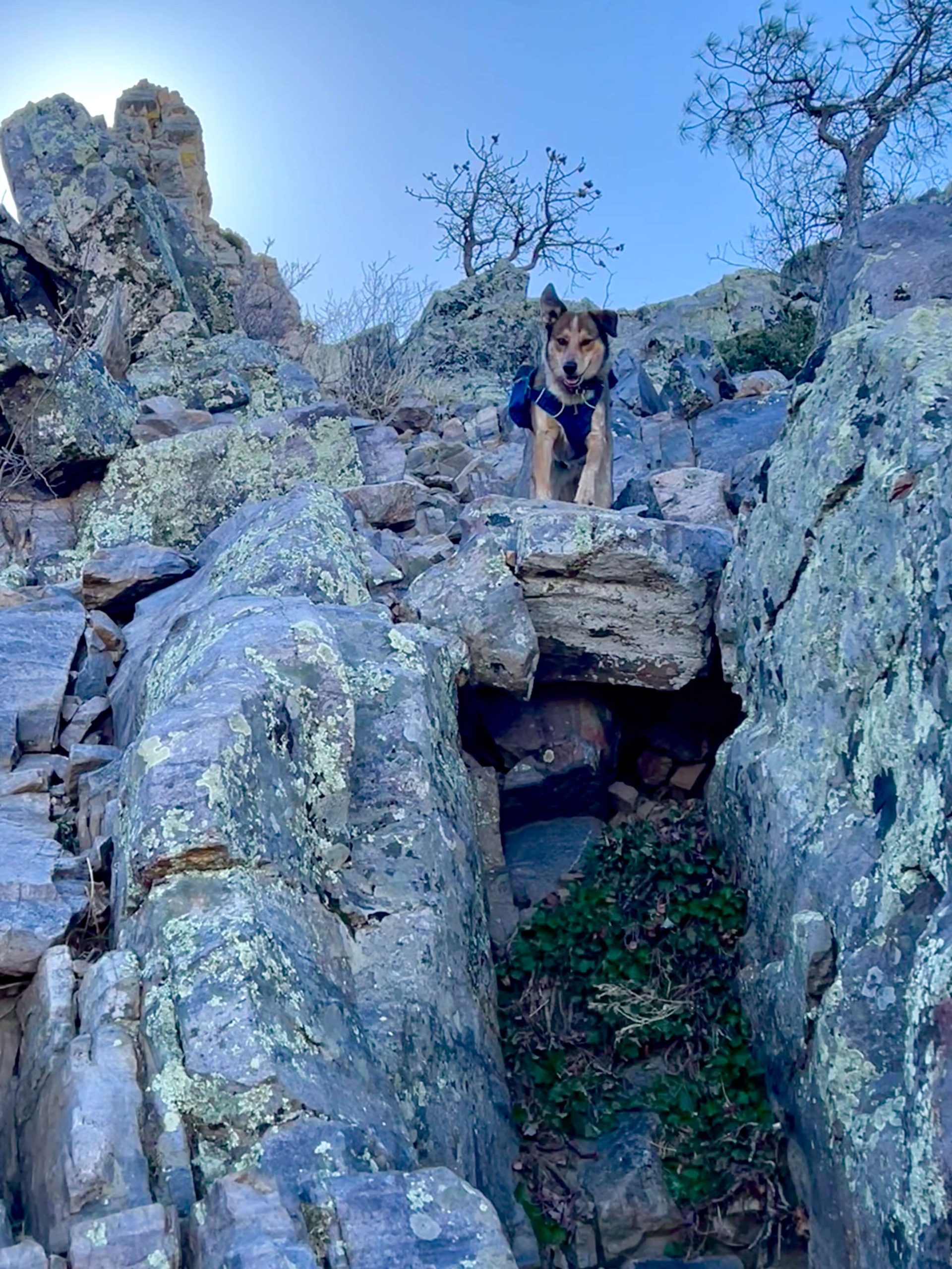 Dog Climbing a Mountain