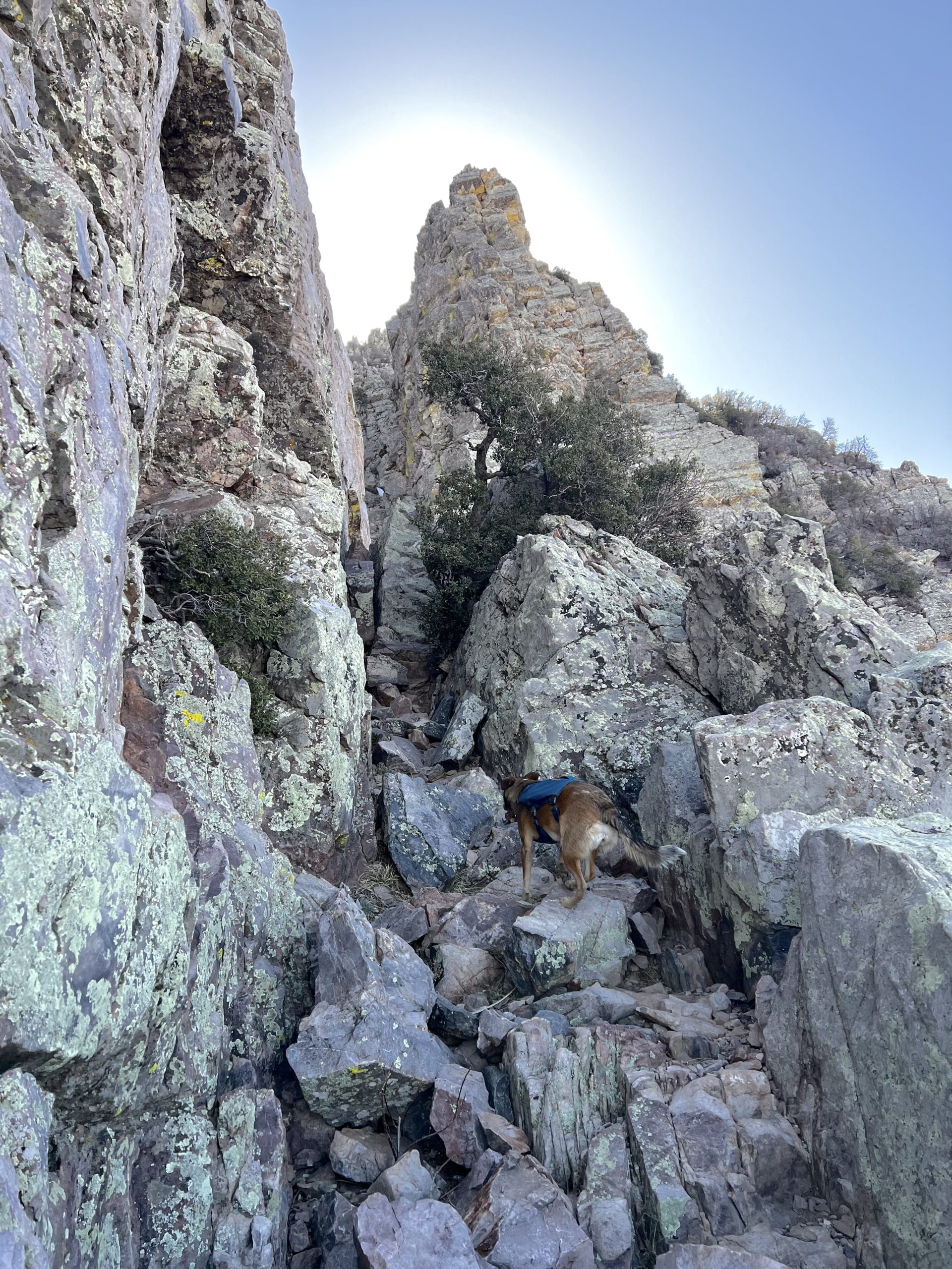 Dog Rock Climbing Up a Mountain