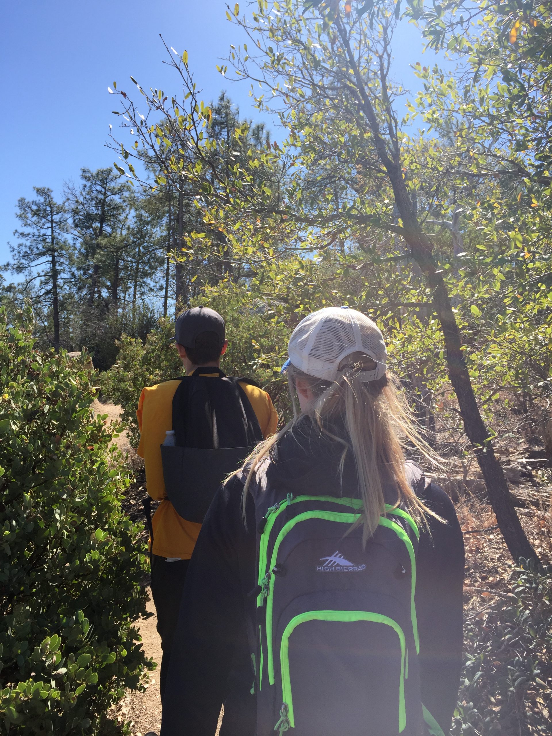 People Walking Through the Forest