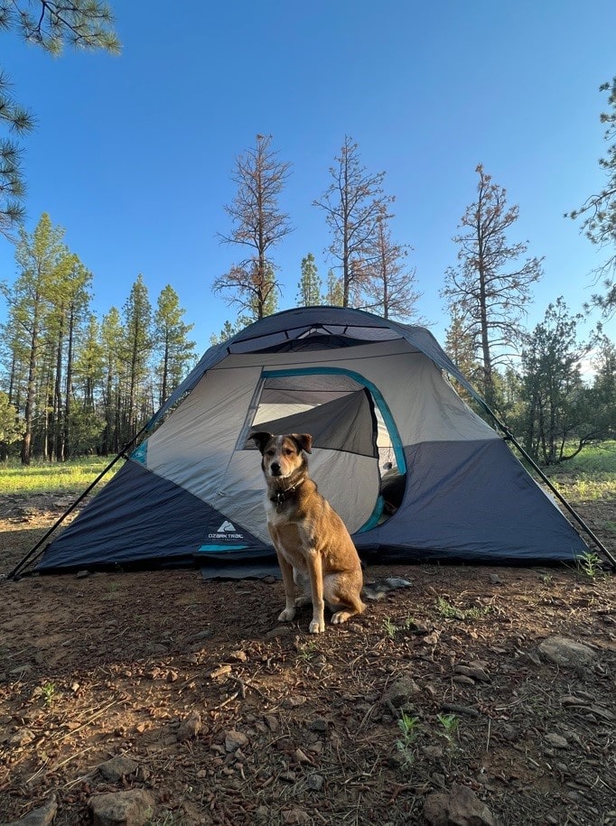 Dog Sitting in Front of a Blue Tent in the Forest