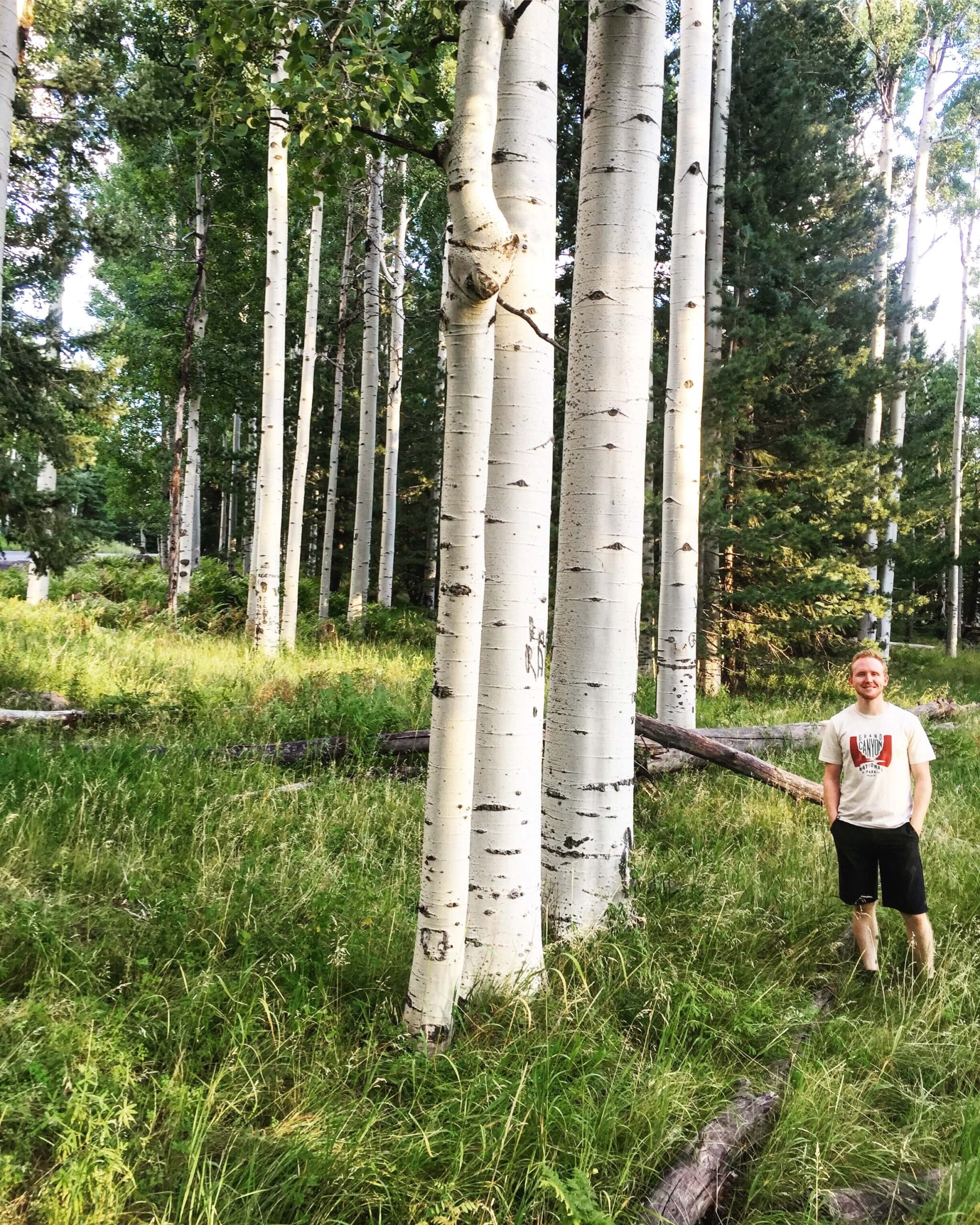 Man Standing by Tall Aspen Trees