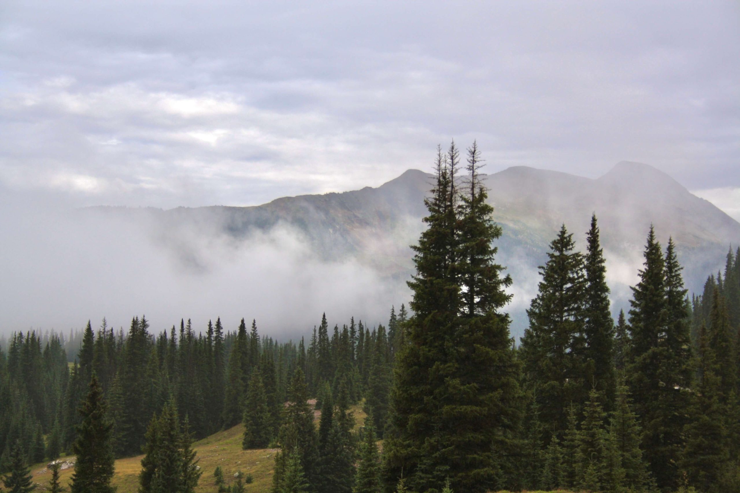 Low Lying Clouds within the Trees