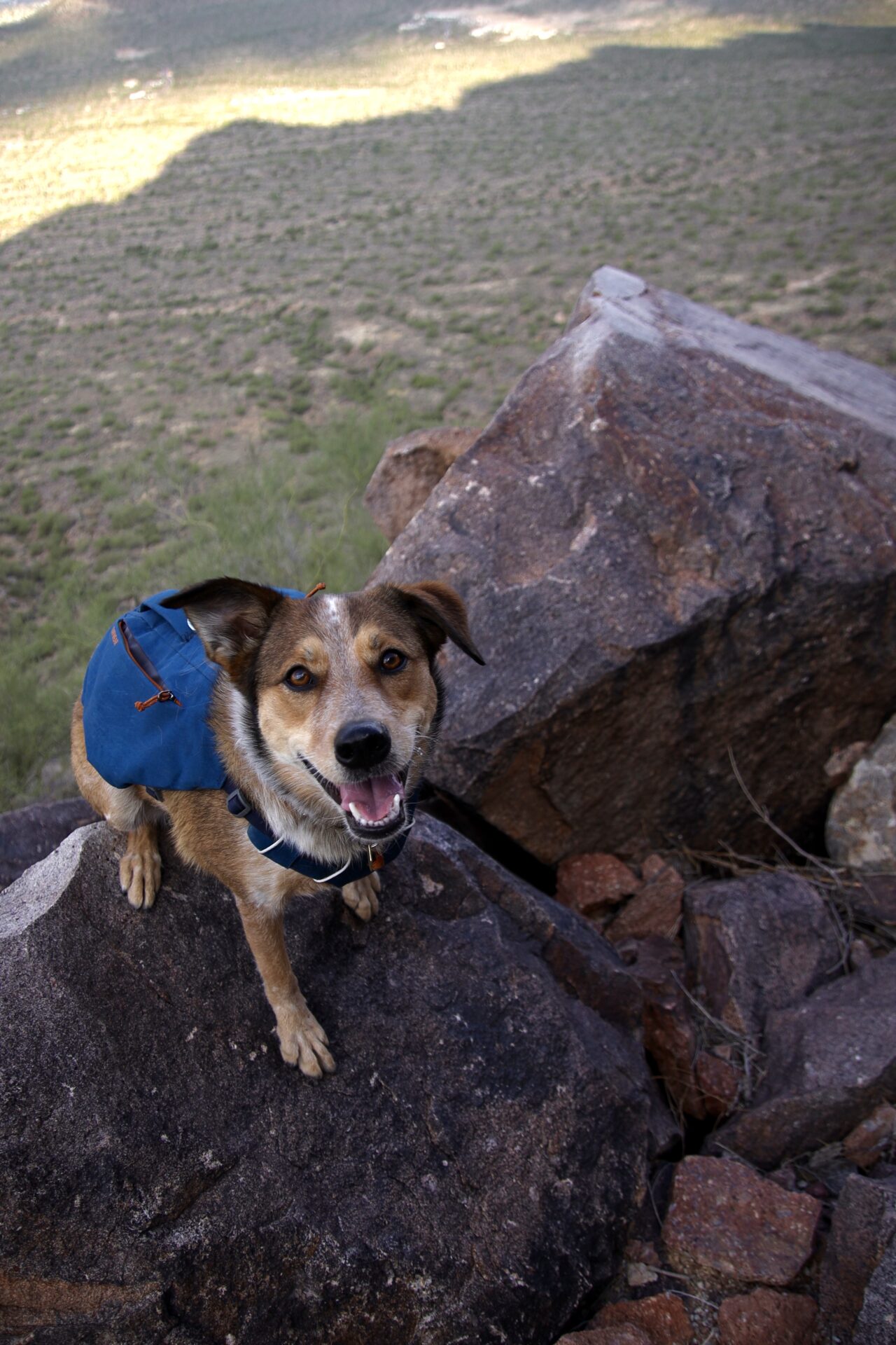 Best Dog-Friendly Hikes In Phoenix Your Pup Will Love - Danielle Outdoors