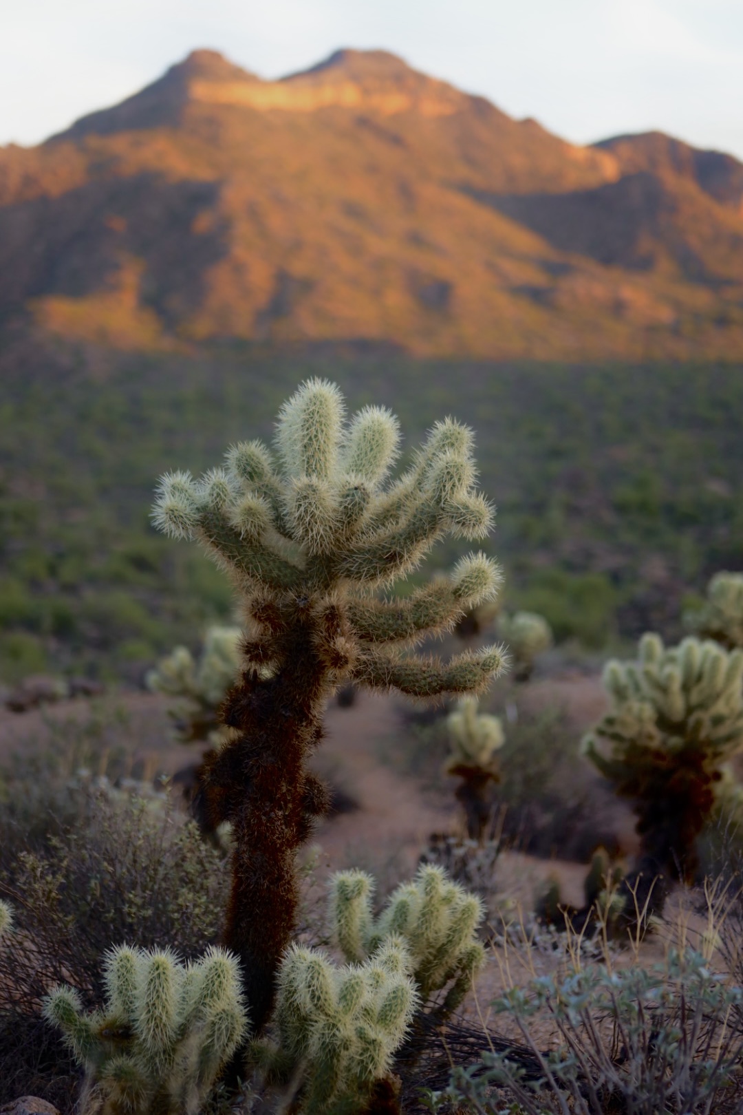 Cholla Cactus with a Tall Mountain in the Background