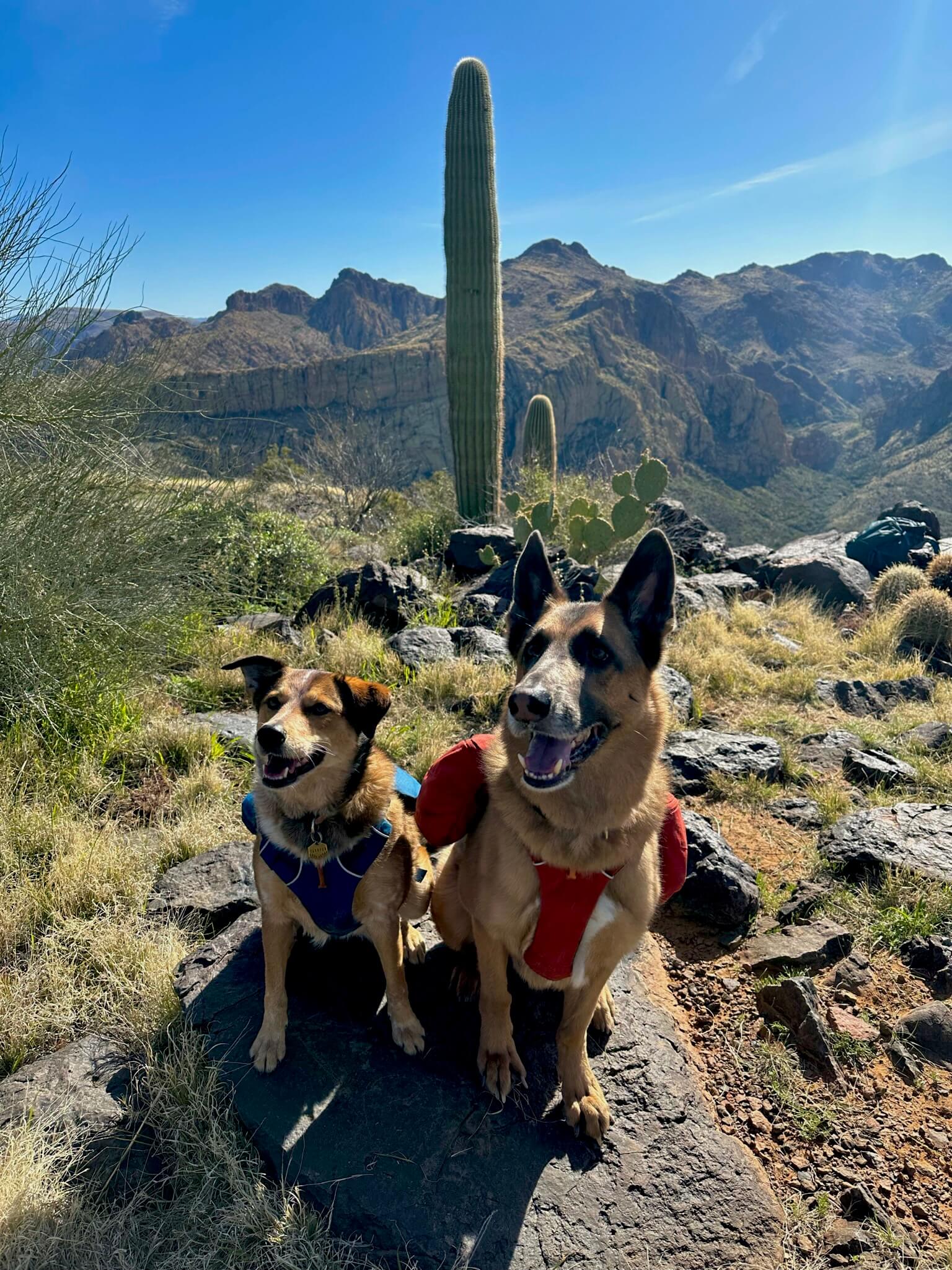 Two Dogs with Backpacks outdoors