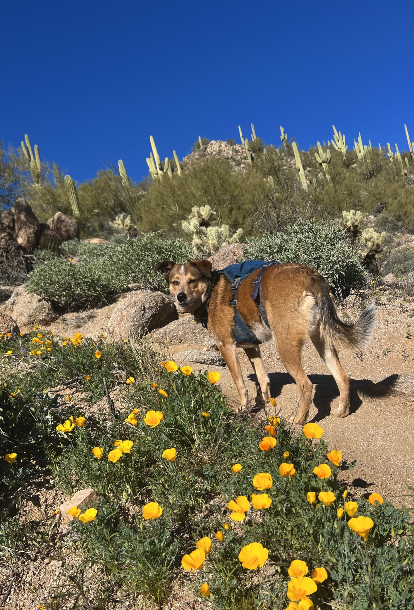 Dog in Blue Harness Standing by Orange Wildflowers