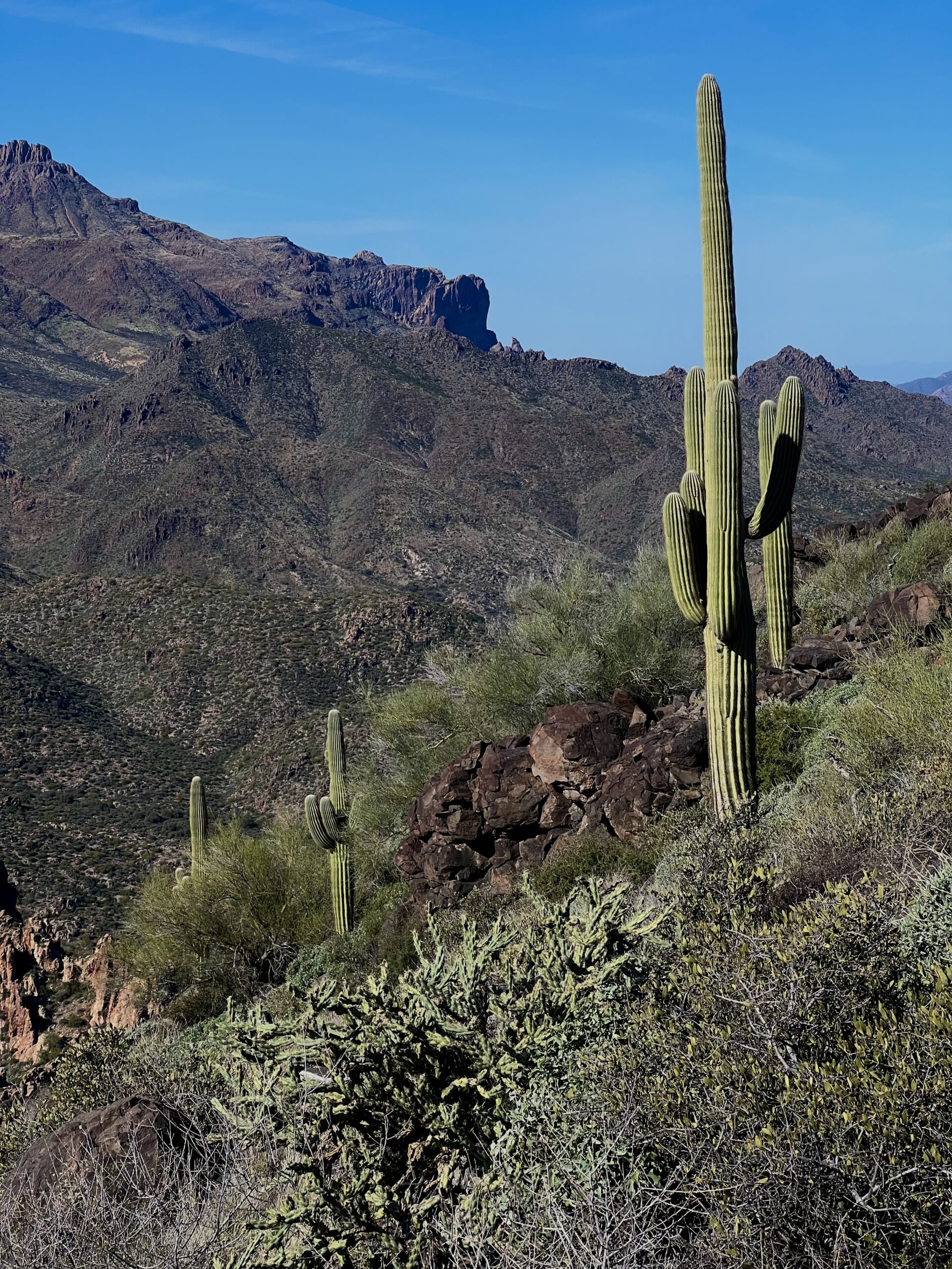 Black Mountain with a Slope of Tall Cactus