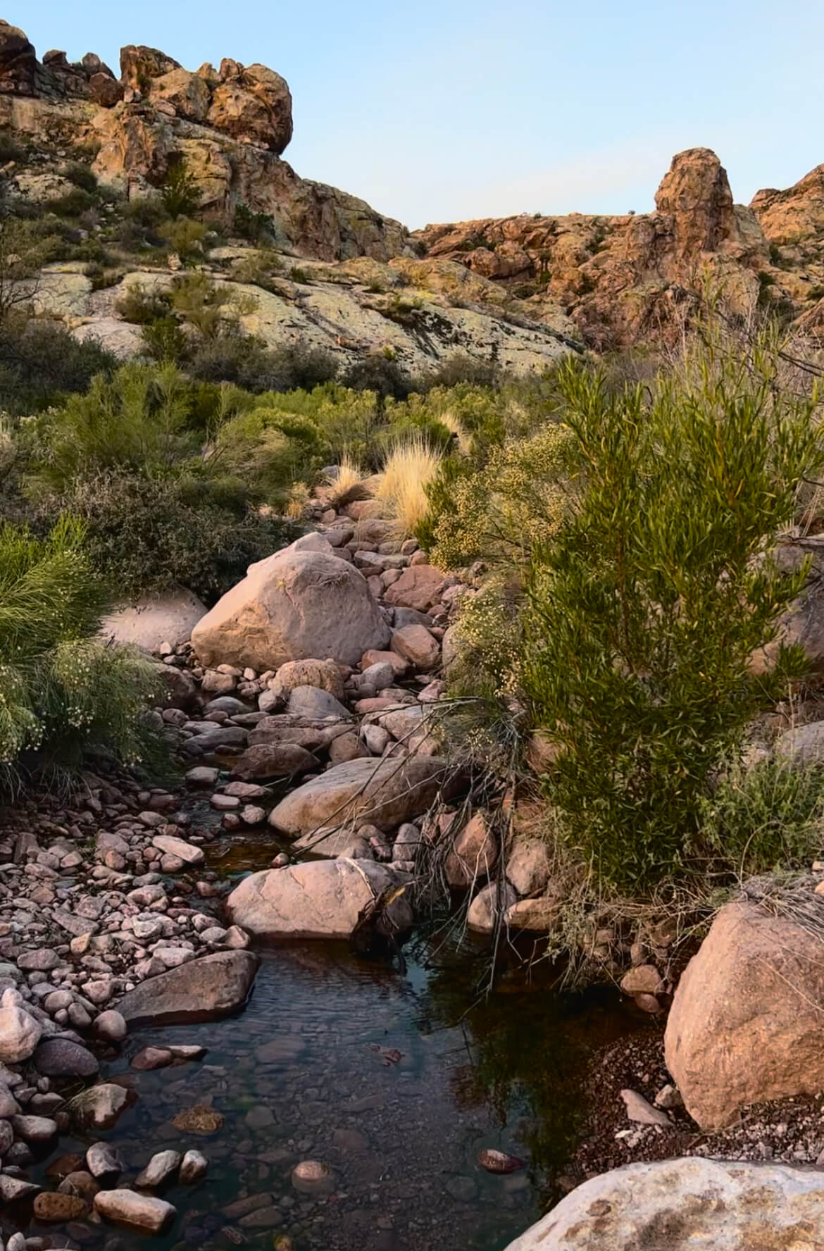 Pond of Water with Green Plants and Rocks in the Background with a Blue Sky