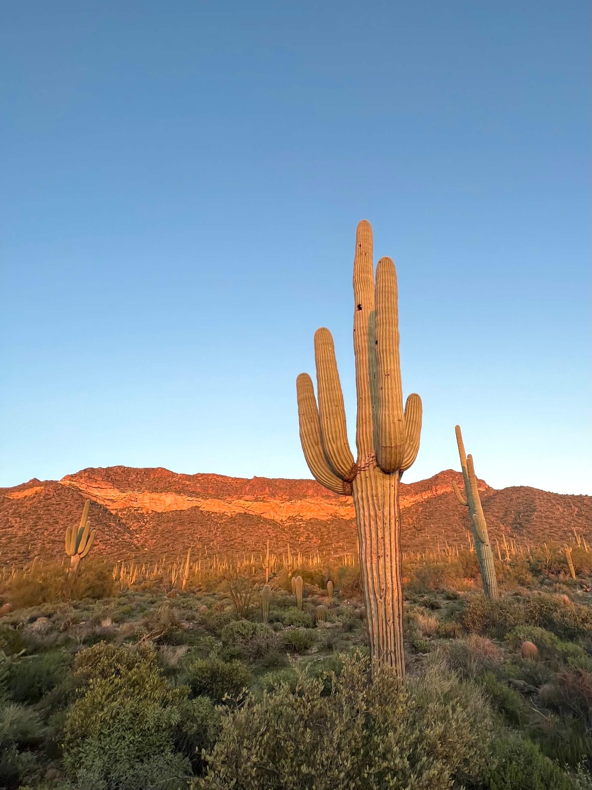 Cactus at Golden Hour
