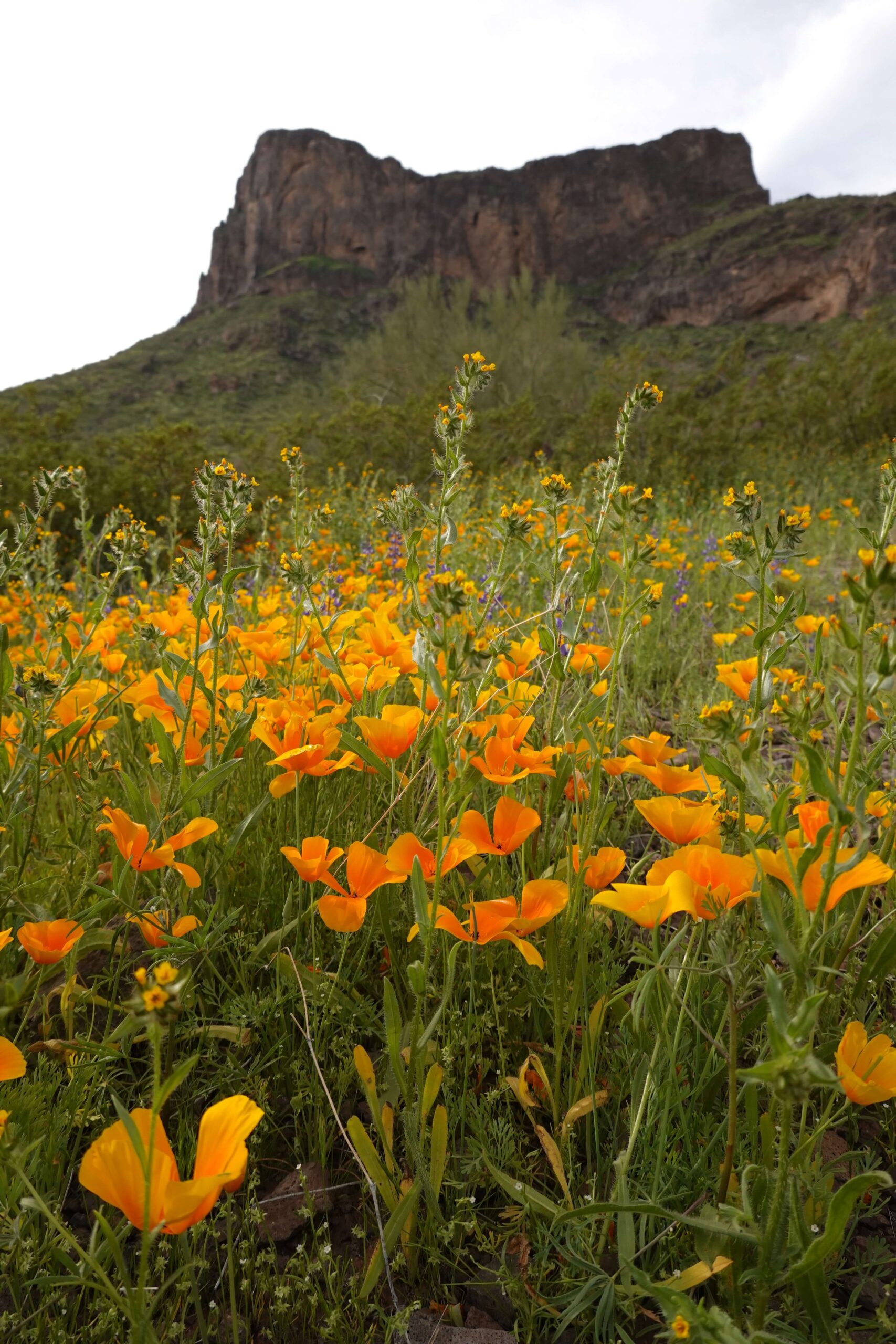 California Poppy Super Bloom at the Base of a Mountain in Arizona