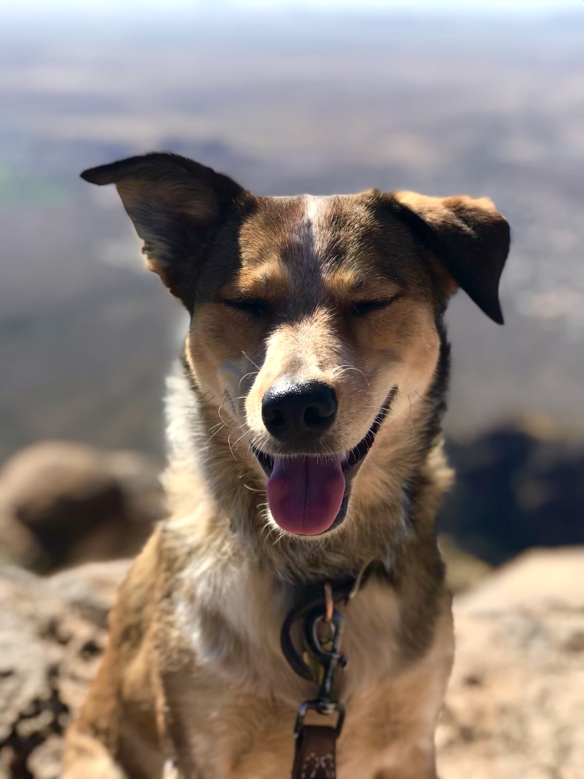 Dog Smiling at the top of a Mountain