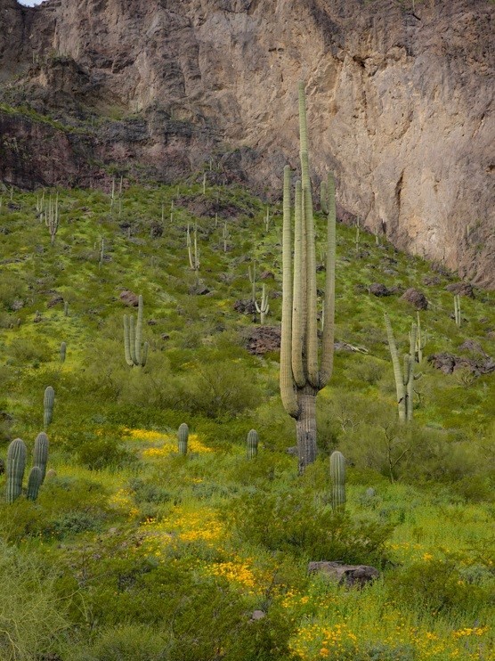 saguaro and poppies on picacho trail