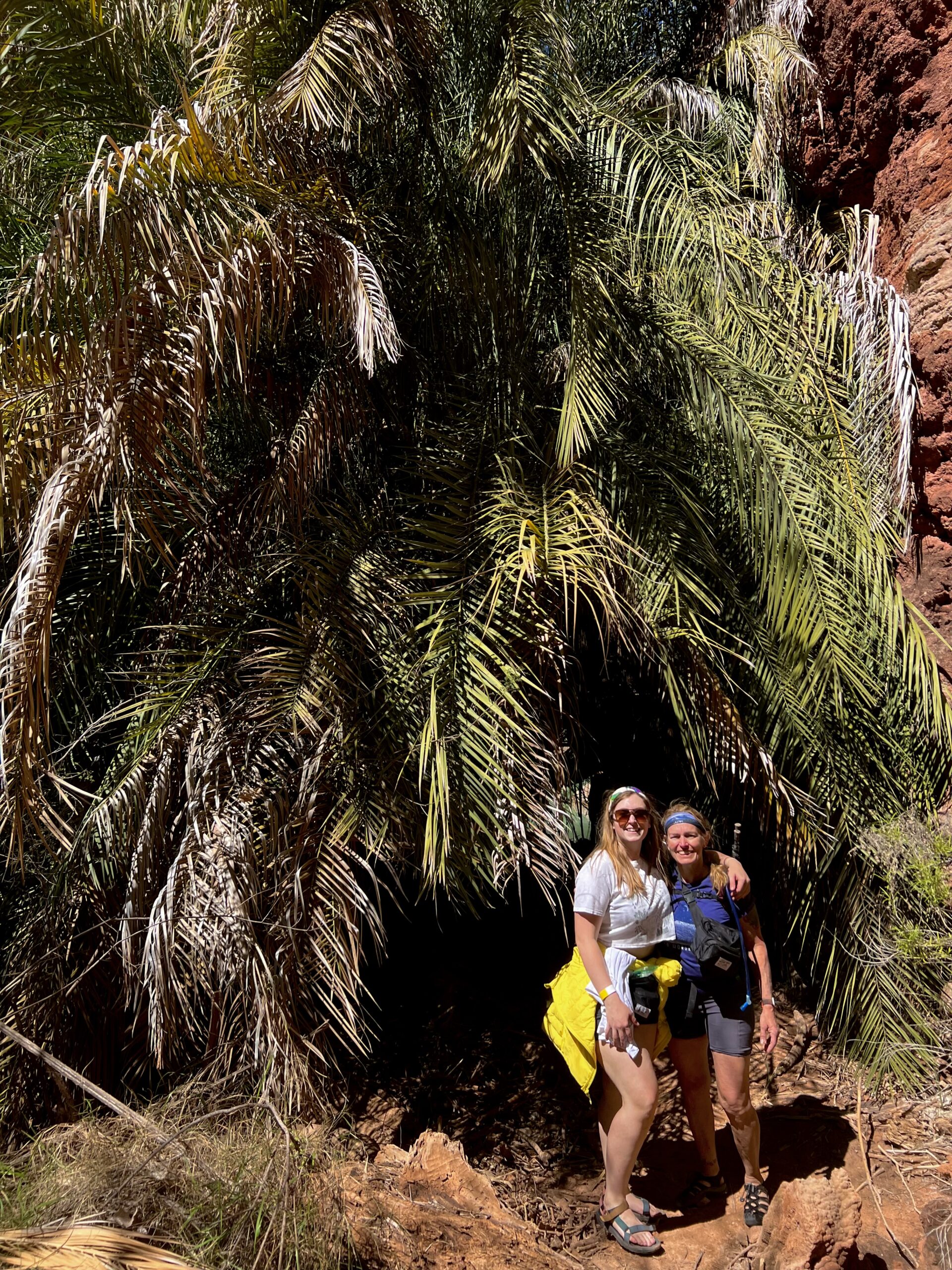 Palm Tree in the Grand Canyon