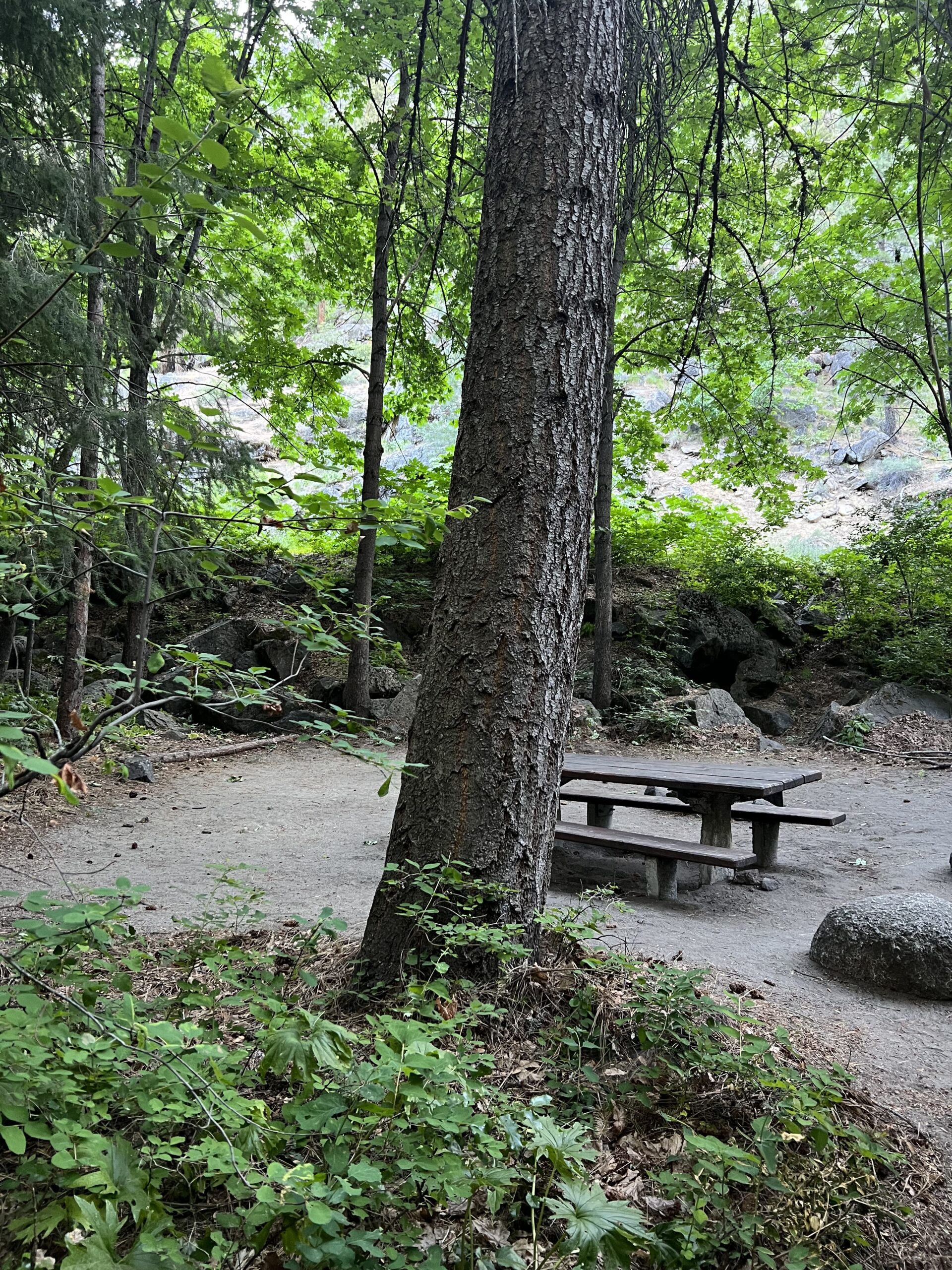 Campground with Picnic Table in the Trees