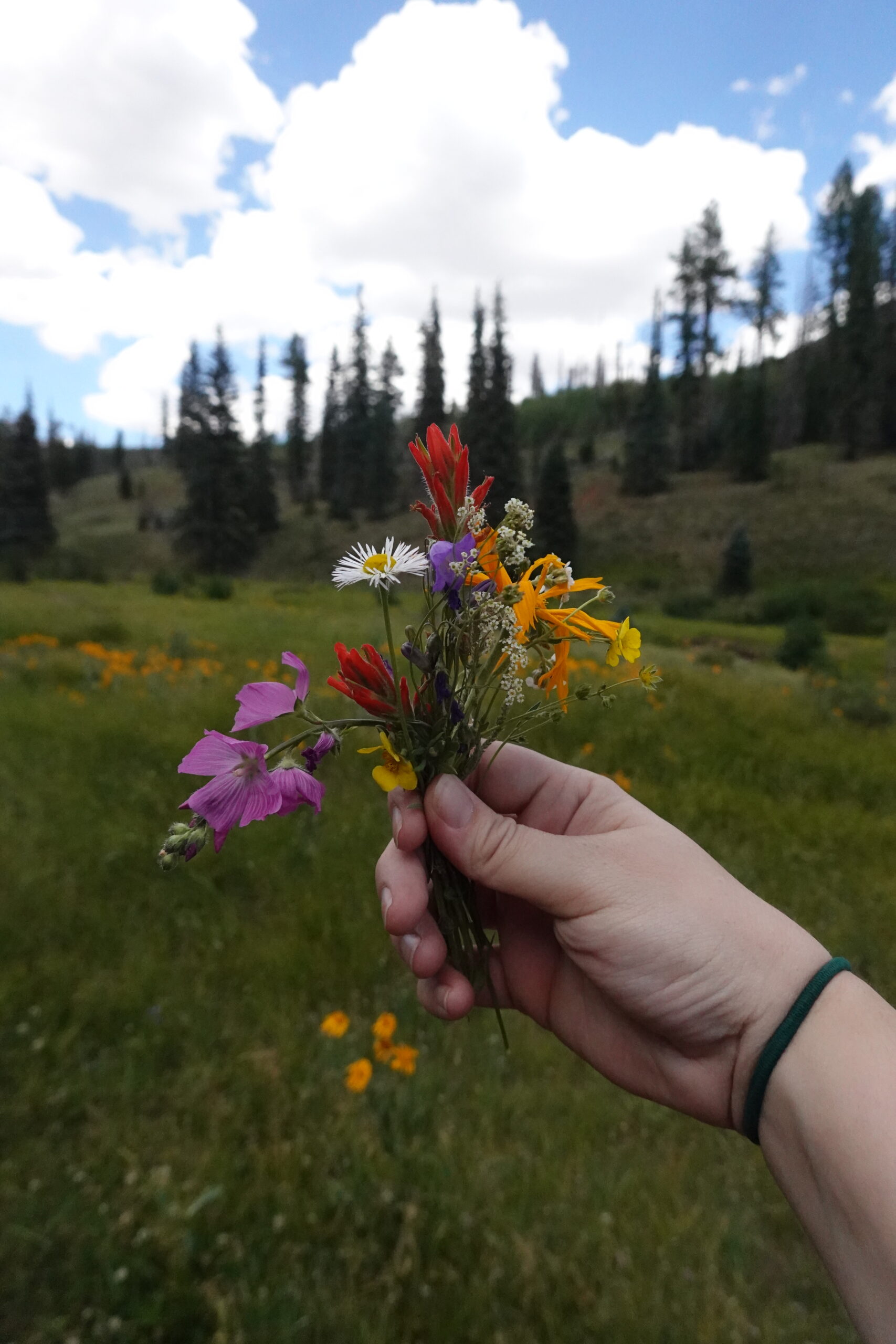 Multiple Colored Wildflowers