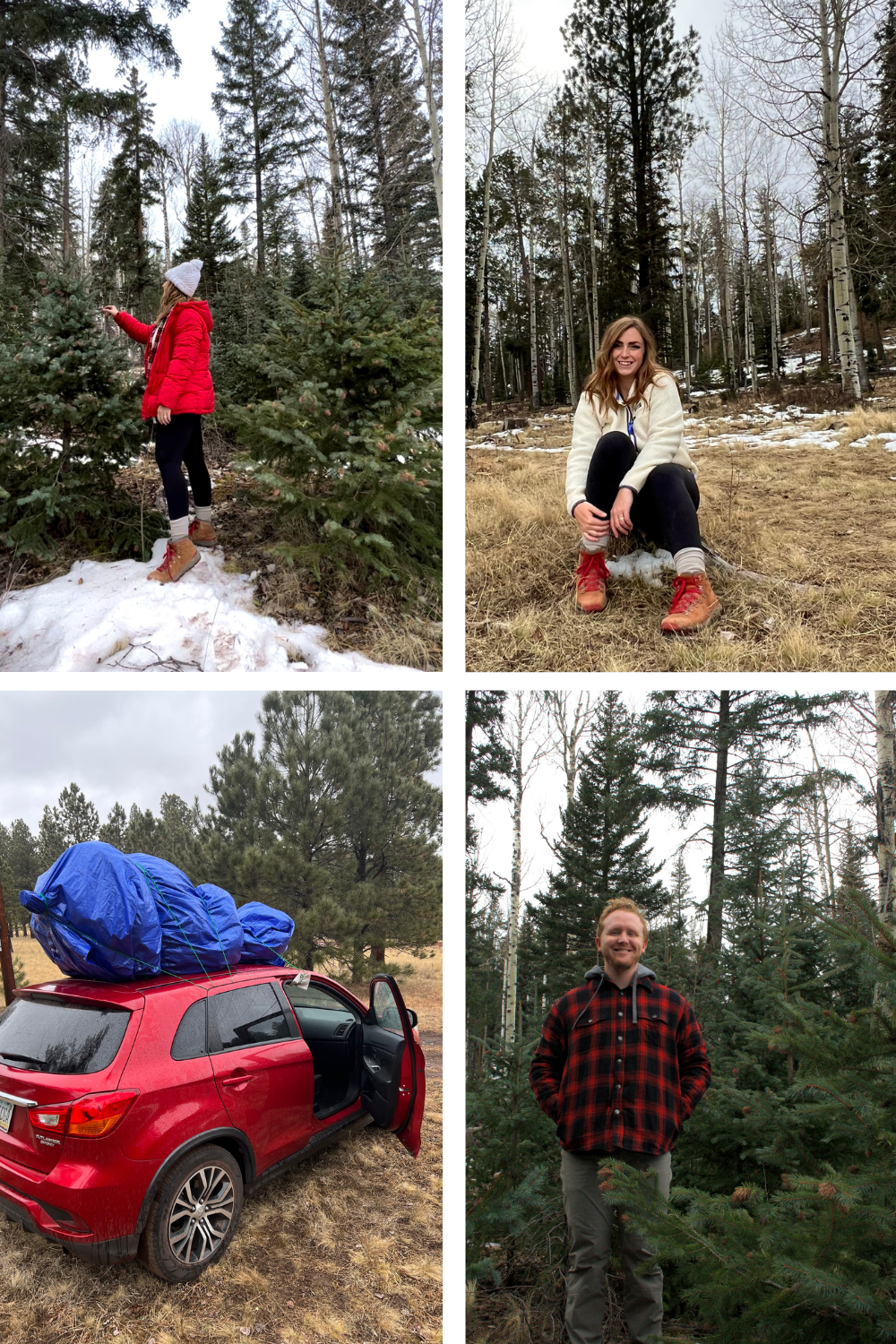 Cutting down a christmas tree northern arizona