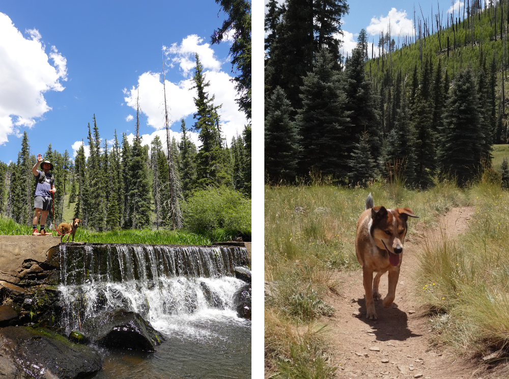 photo of a waterfall and a dog