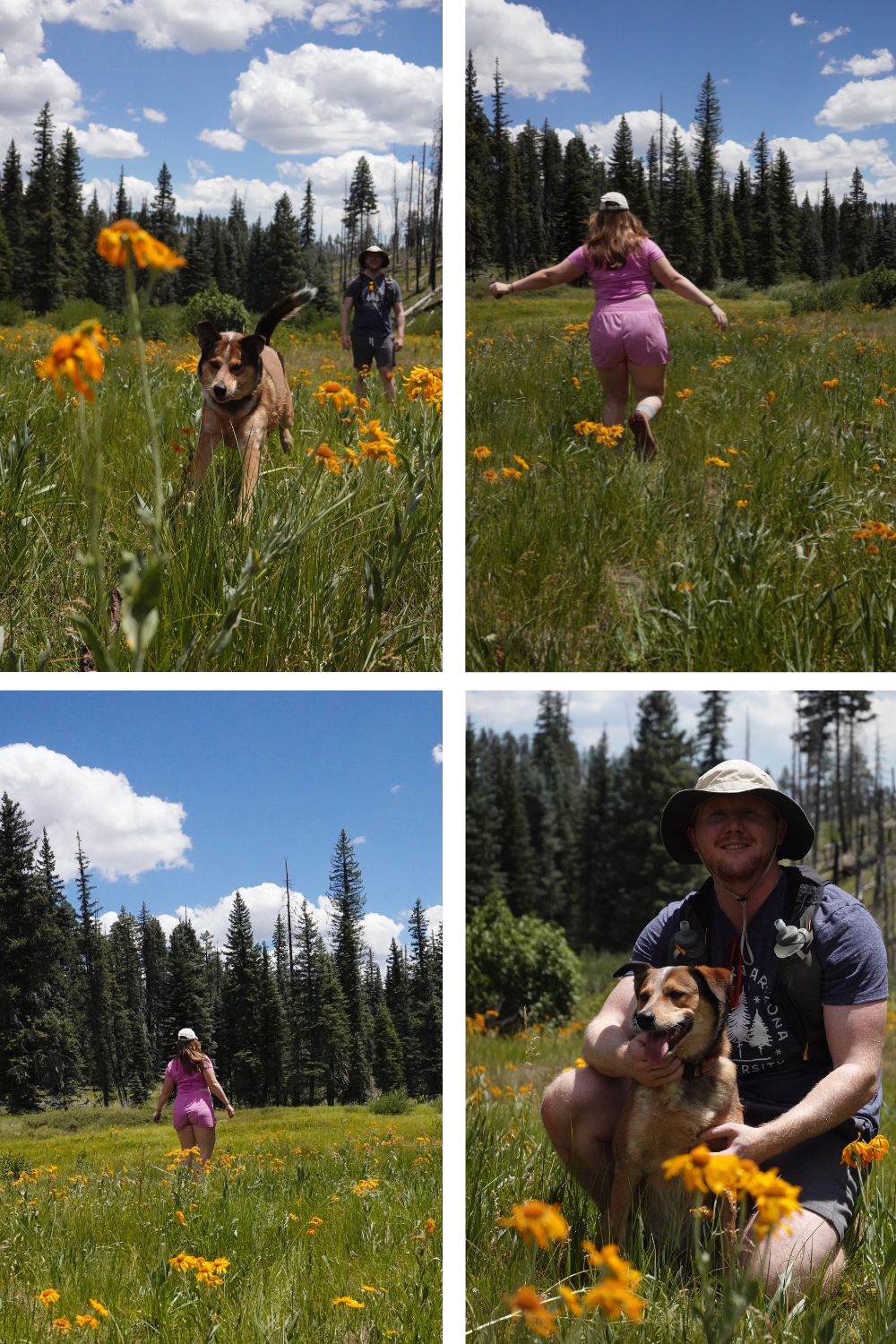 wildflowers in a field on the thompson trail