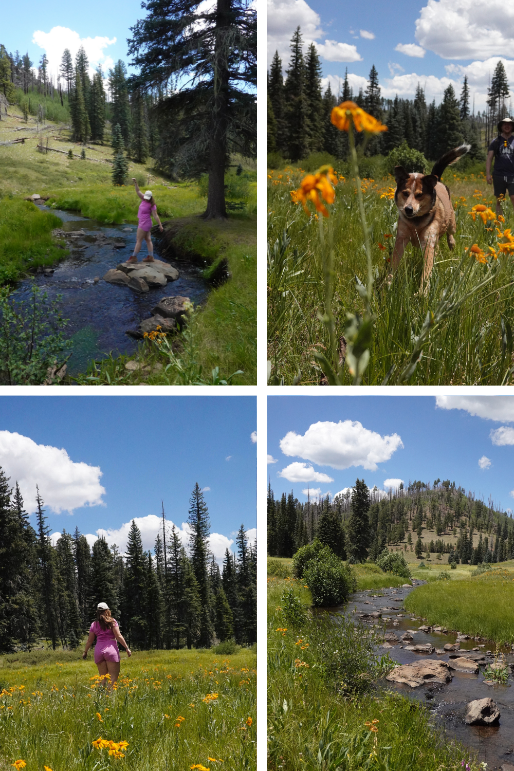 multiple photos of a creek in a green forest