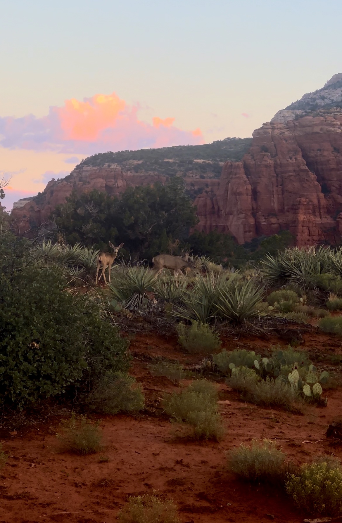 A few Doe at the top of a mountain in Sedona