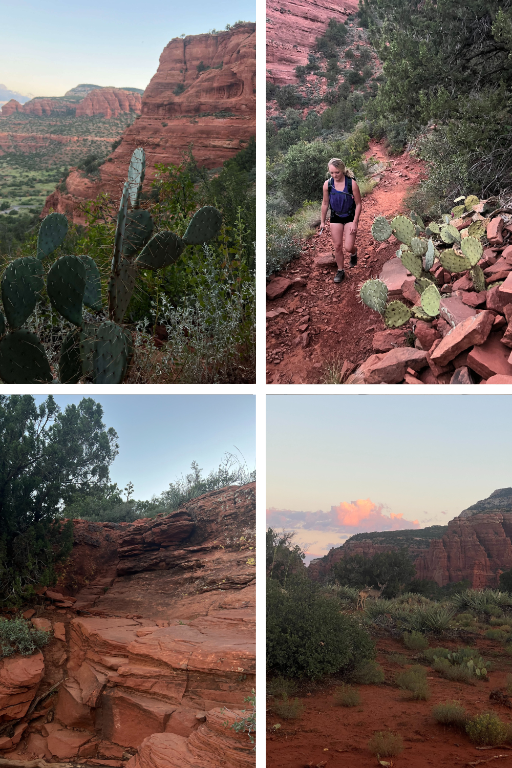 multiple photos of red rock and cactus