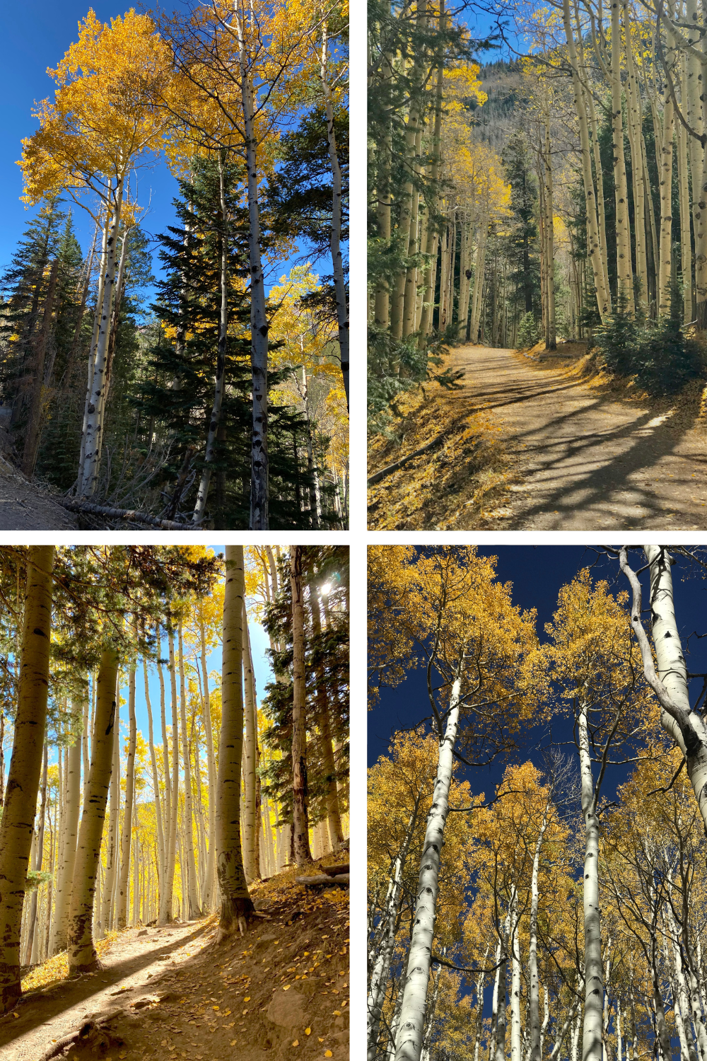 multiple fall color photos