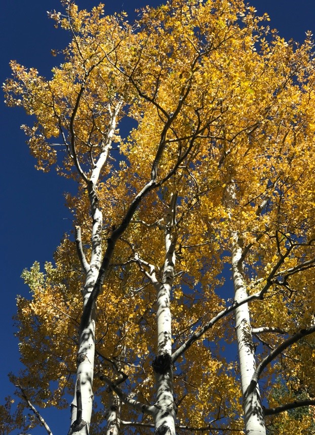 white aspens with yellow leaves in a blue sky
