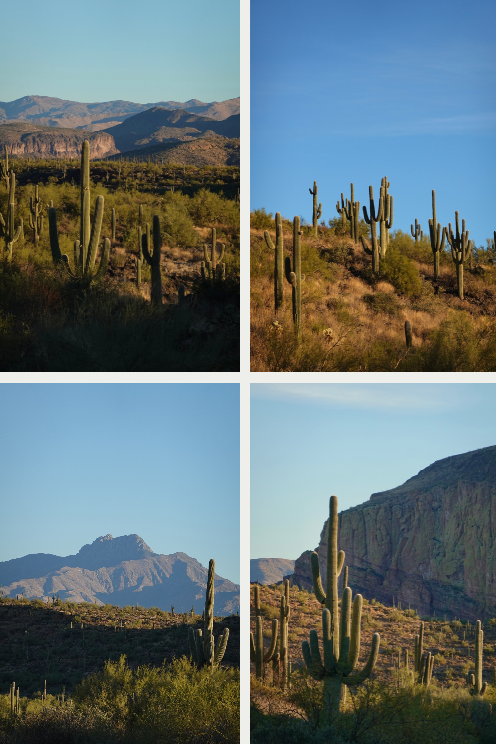 MULTIPLE Scenes of cactus in the superstition monutains