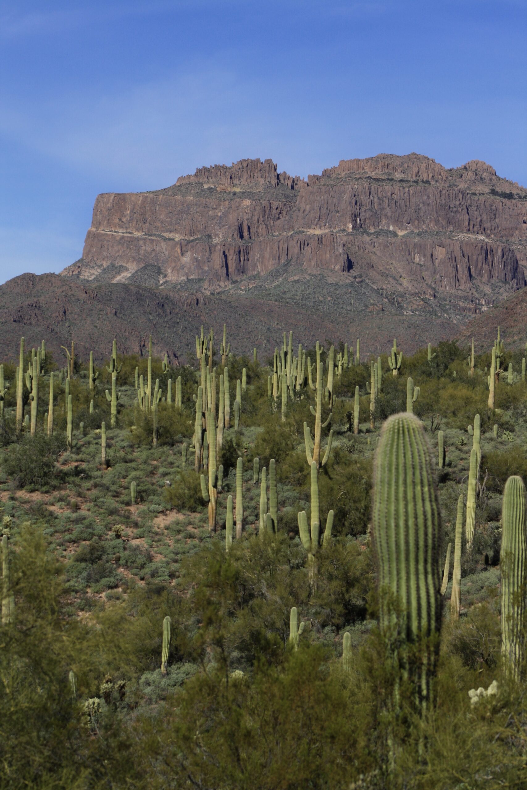 Rugged Brown Mountain with a Field of Saguaros