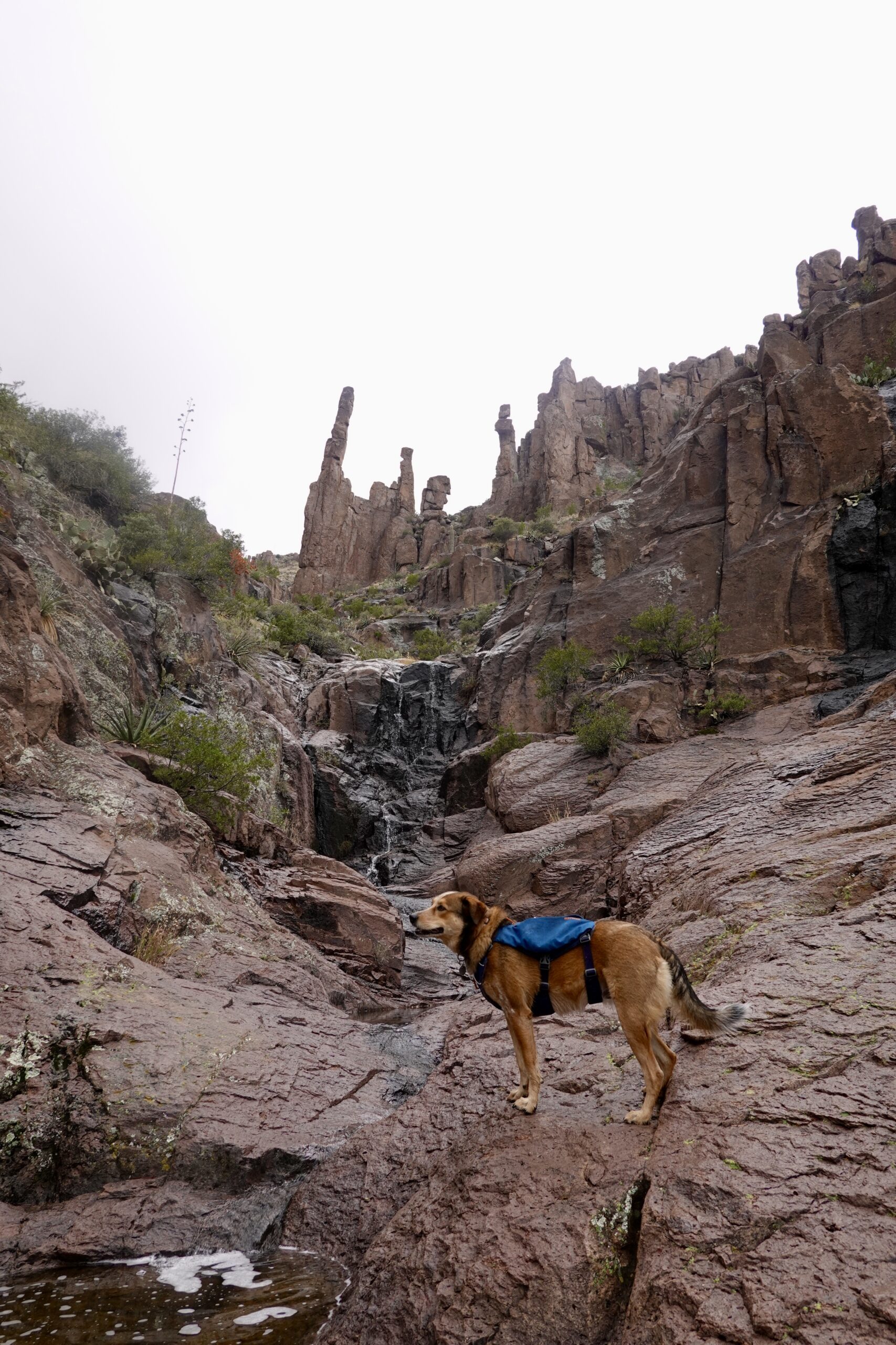 dog with blue backpack on a trail with a waterfall