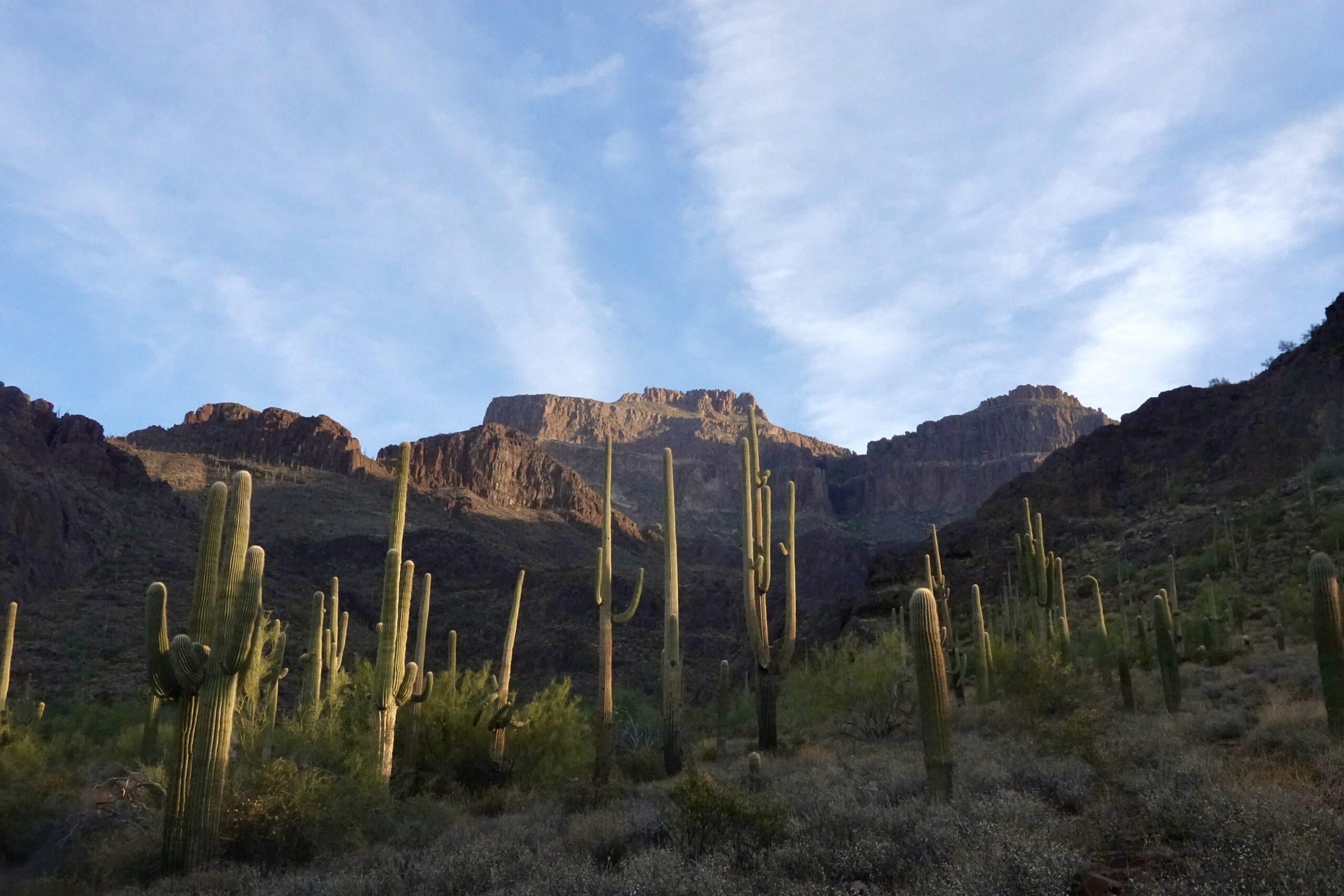 landscape with saguaro cactus
