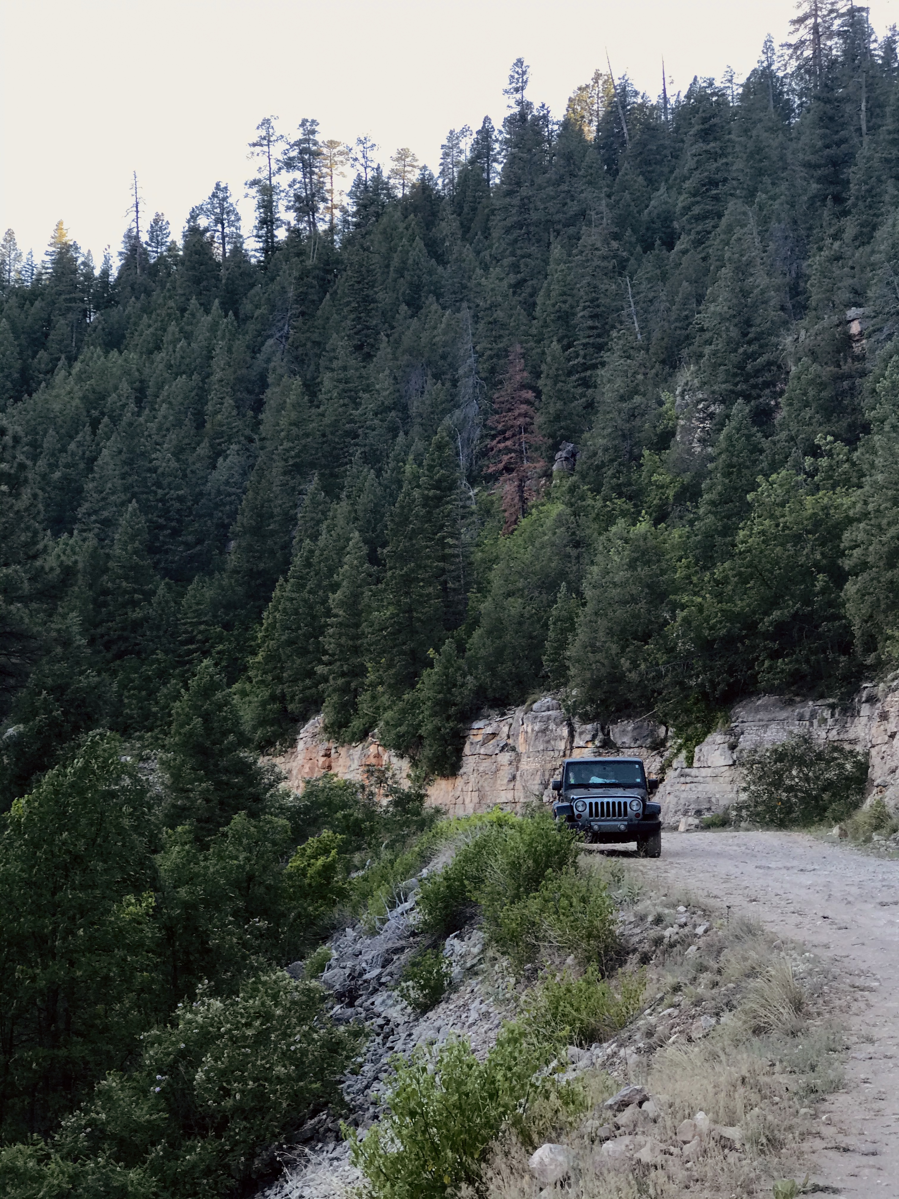 jeep on a dirt road in the forest