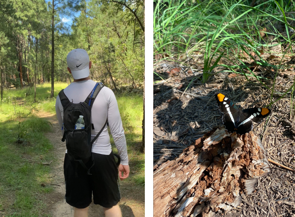 photo of a butterfly and a man walking in the forest