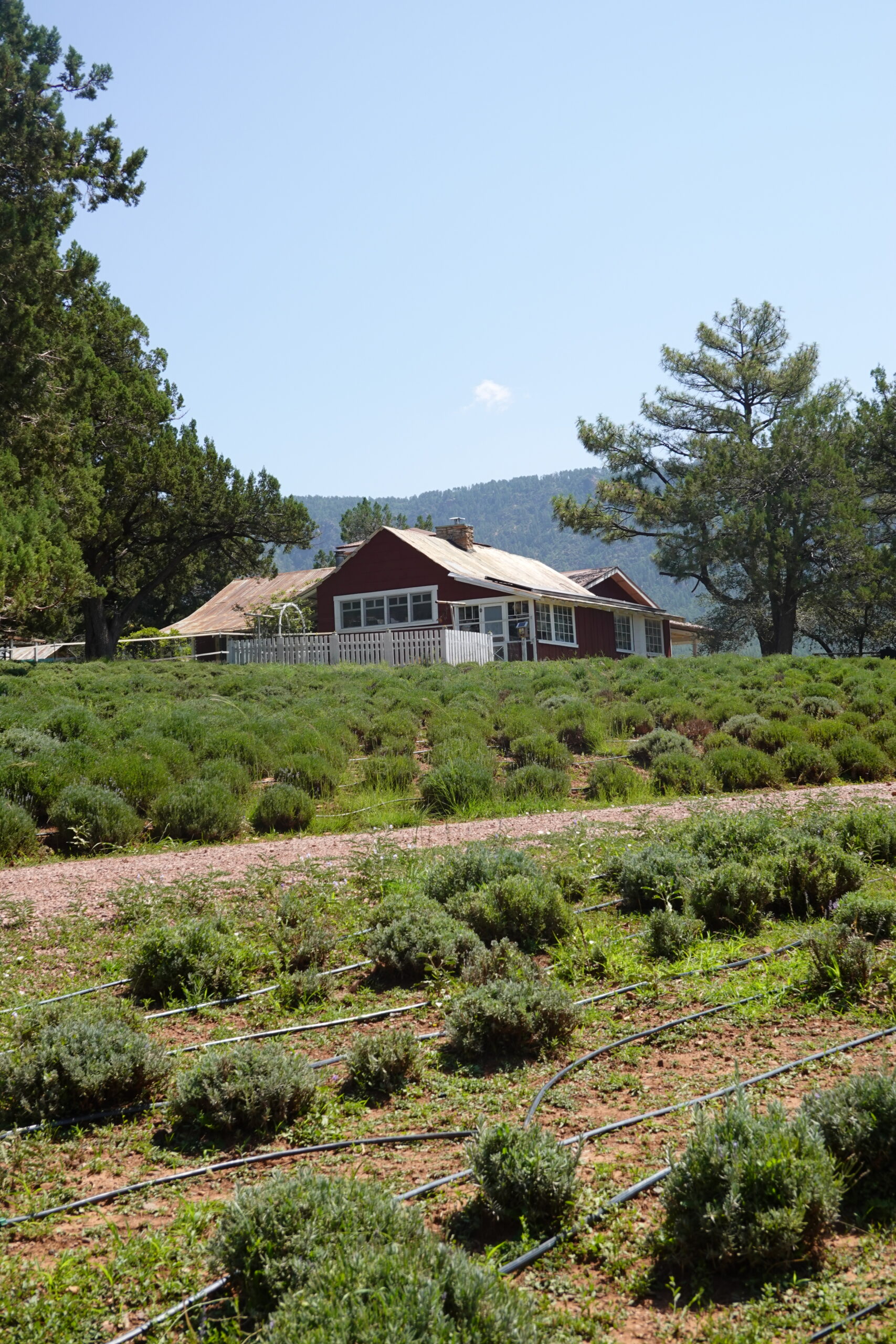 Red Farm on Rolling Hills
