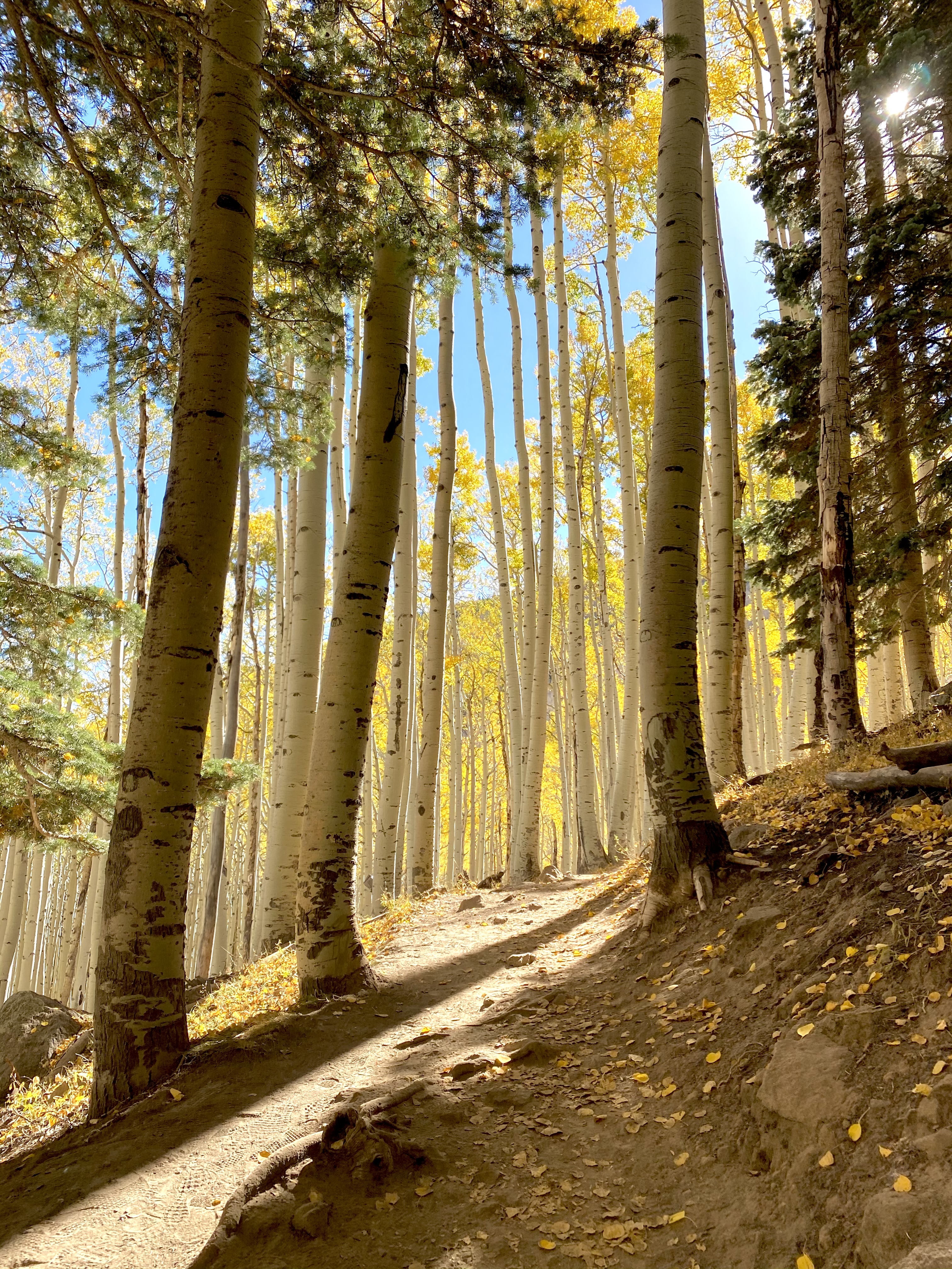 photo of light pouring through an aspen forest