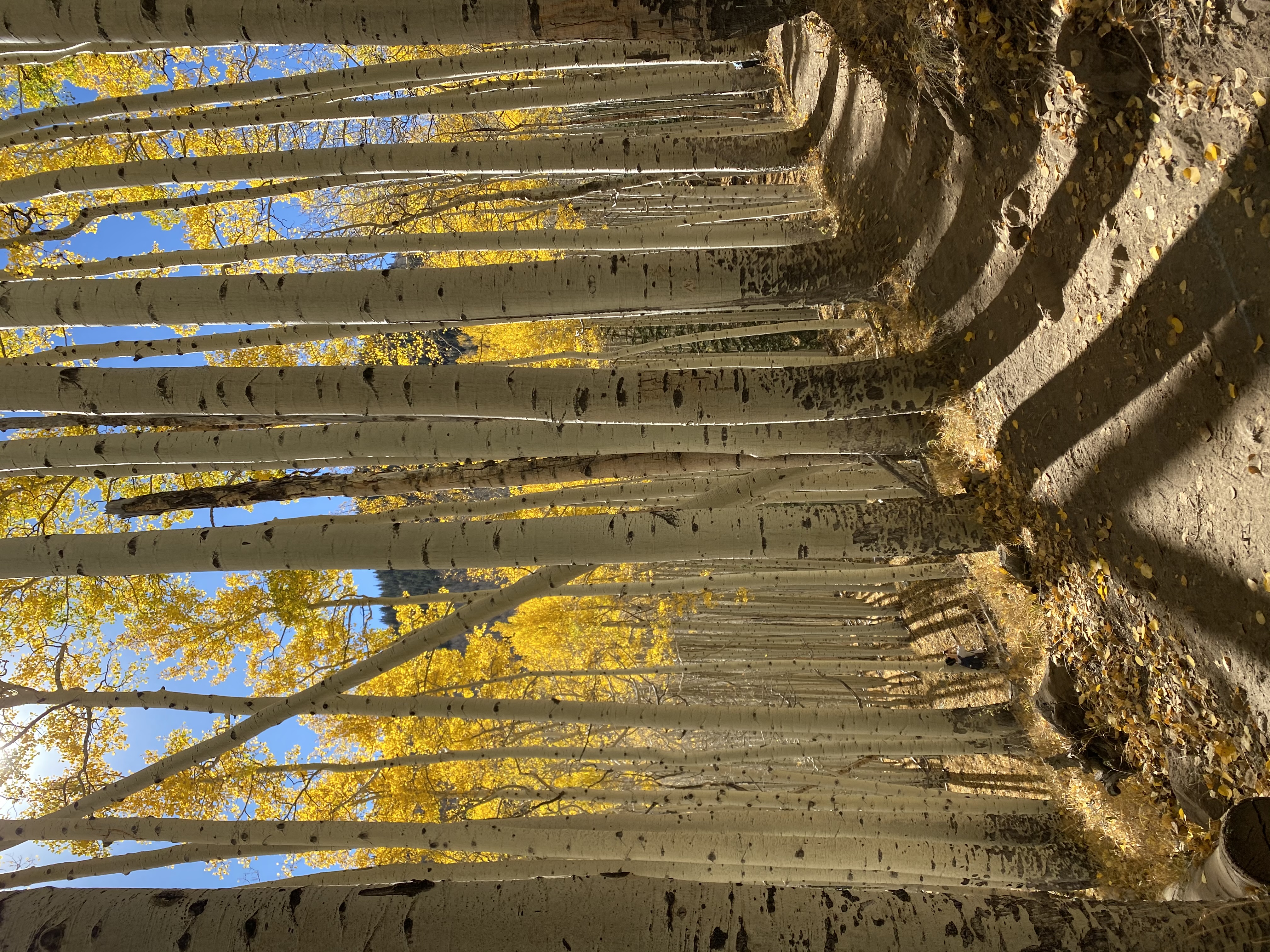 yellow aspen forest